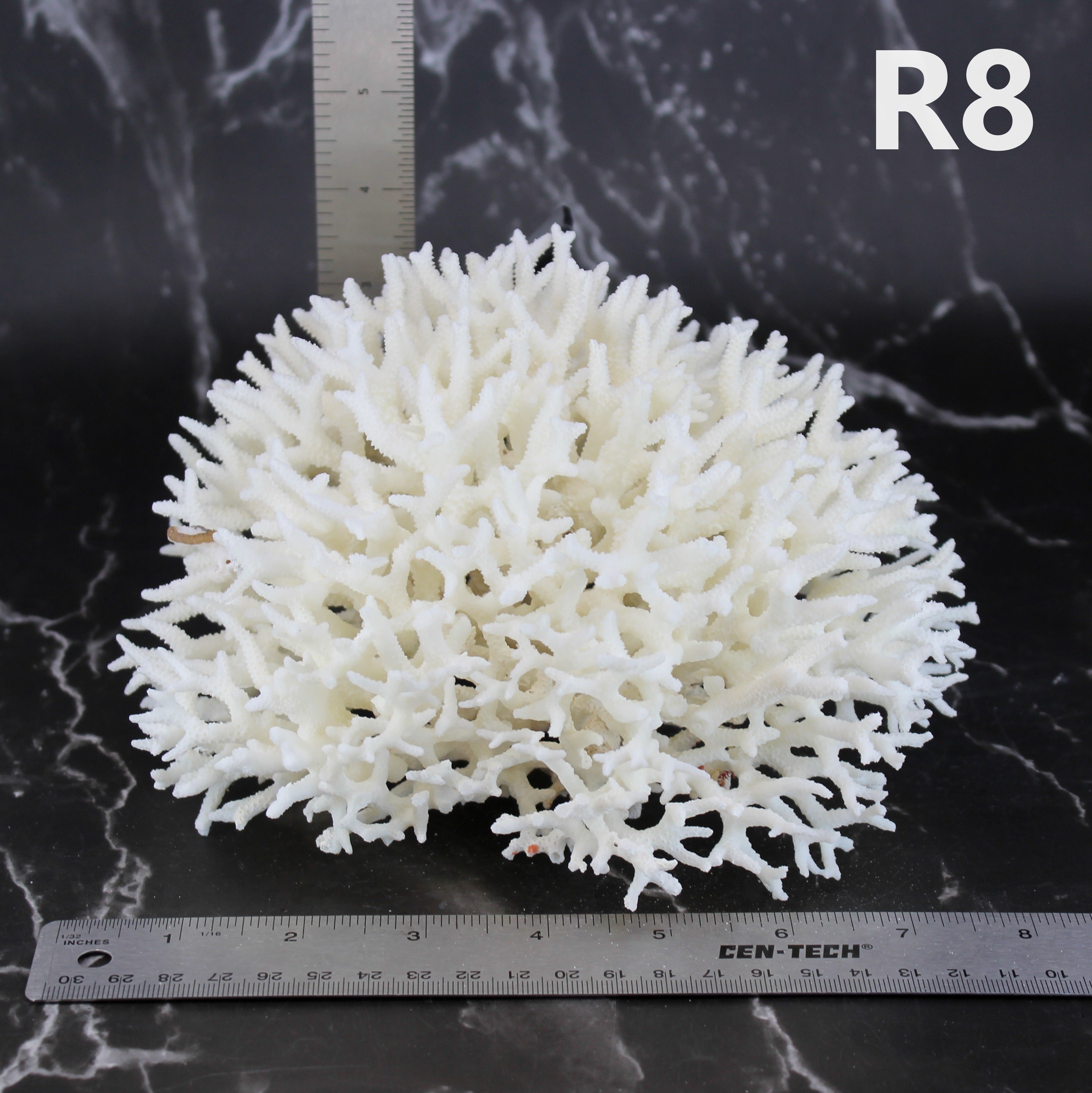 Birdsnest Coral 7-10"