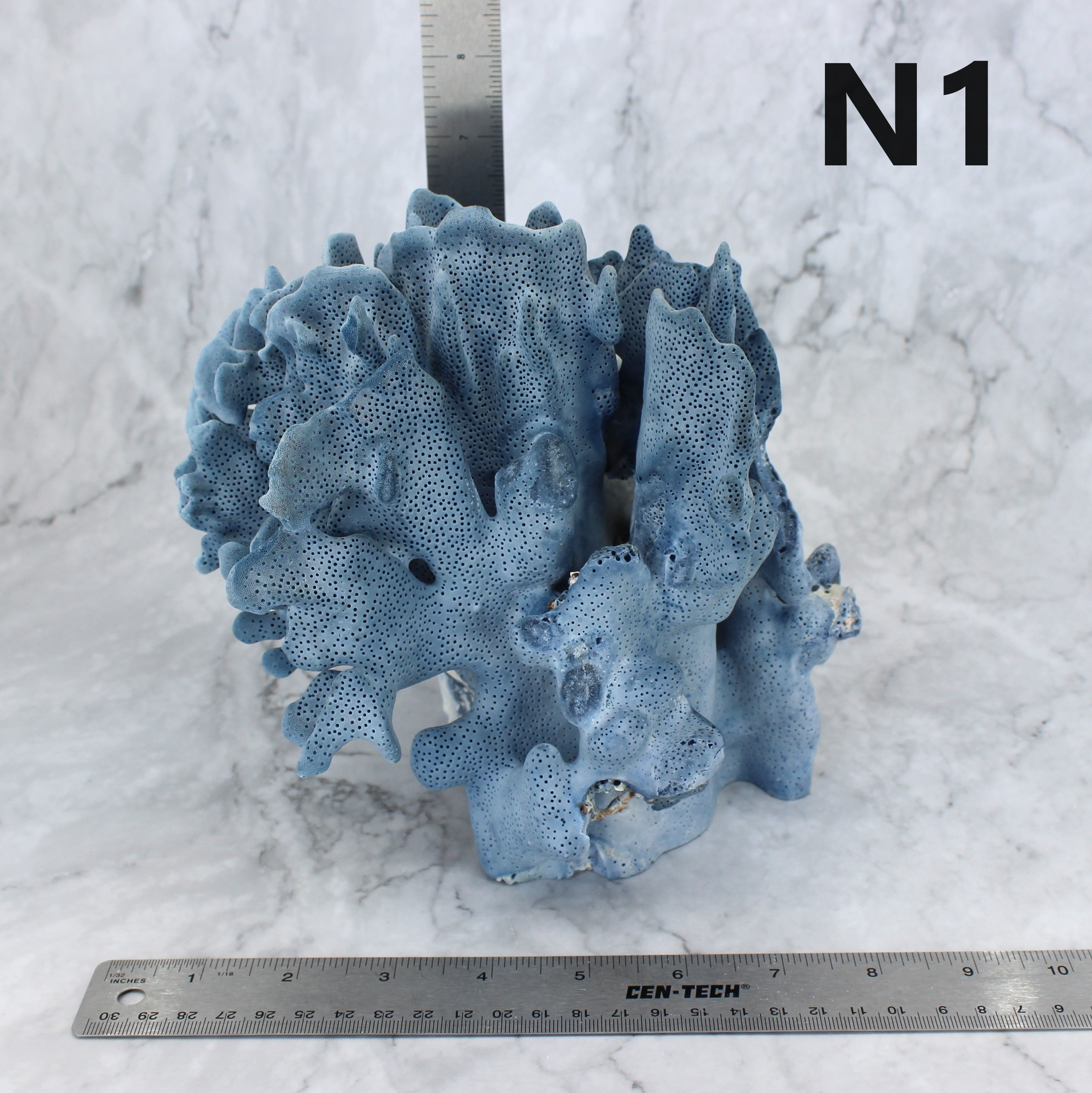 Blue Coral 7-10"