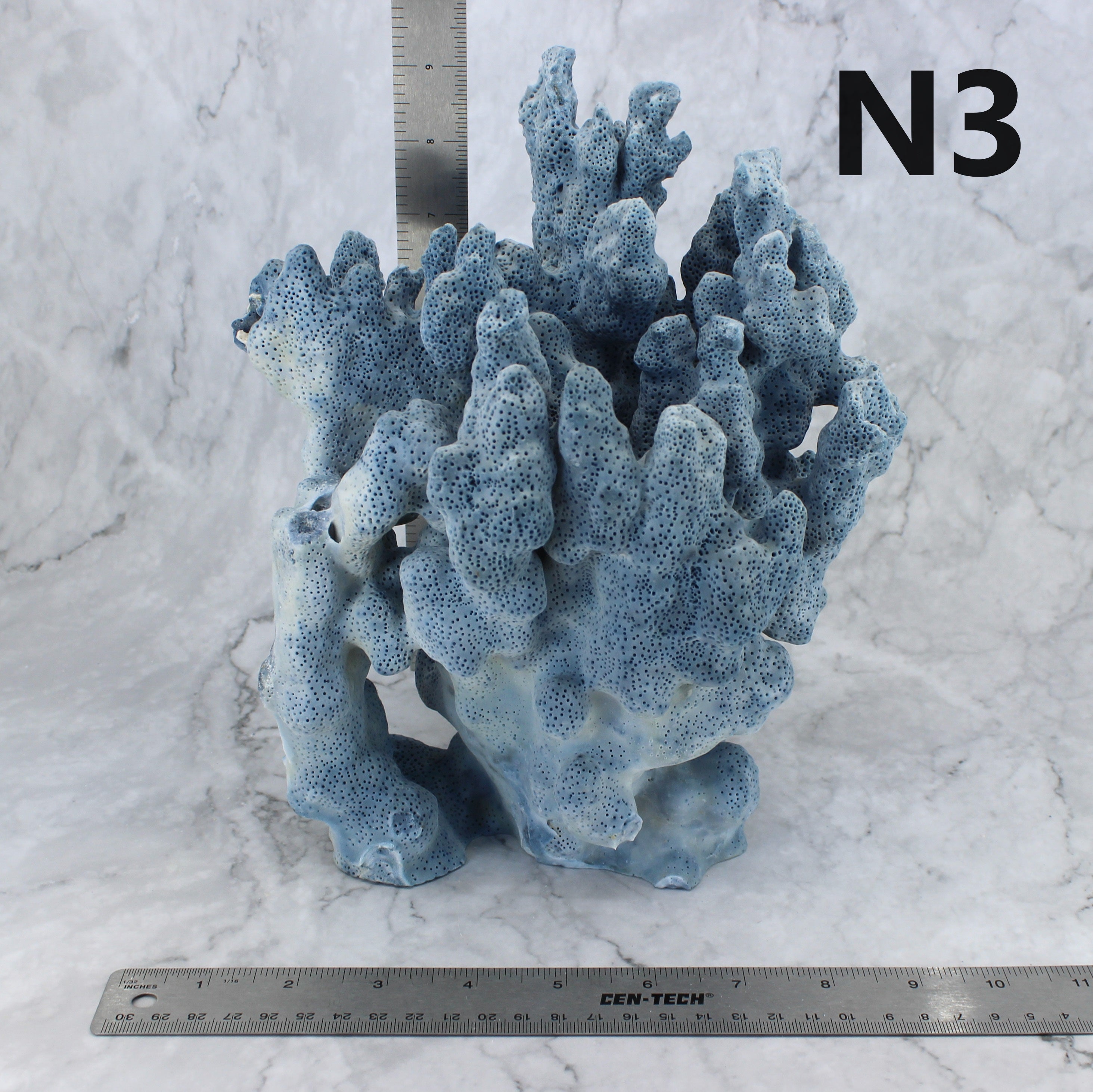 Blue Coral 7-10"