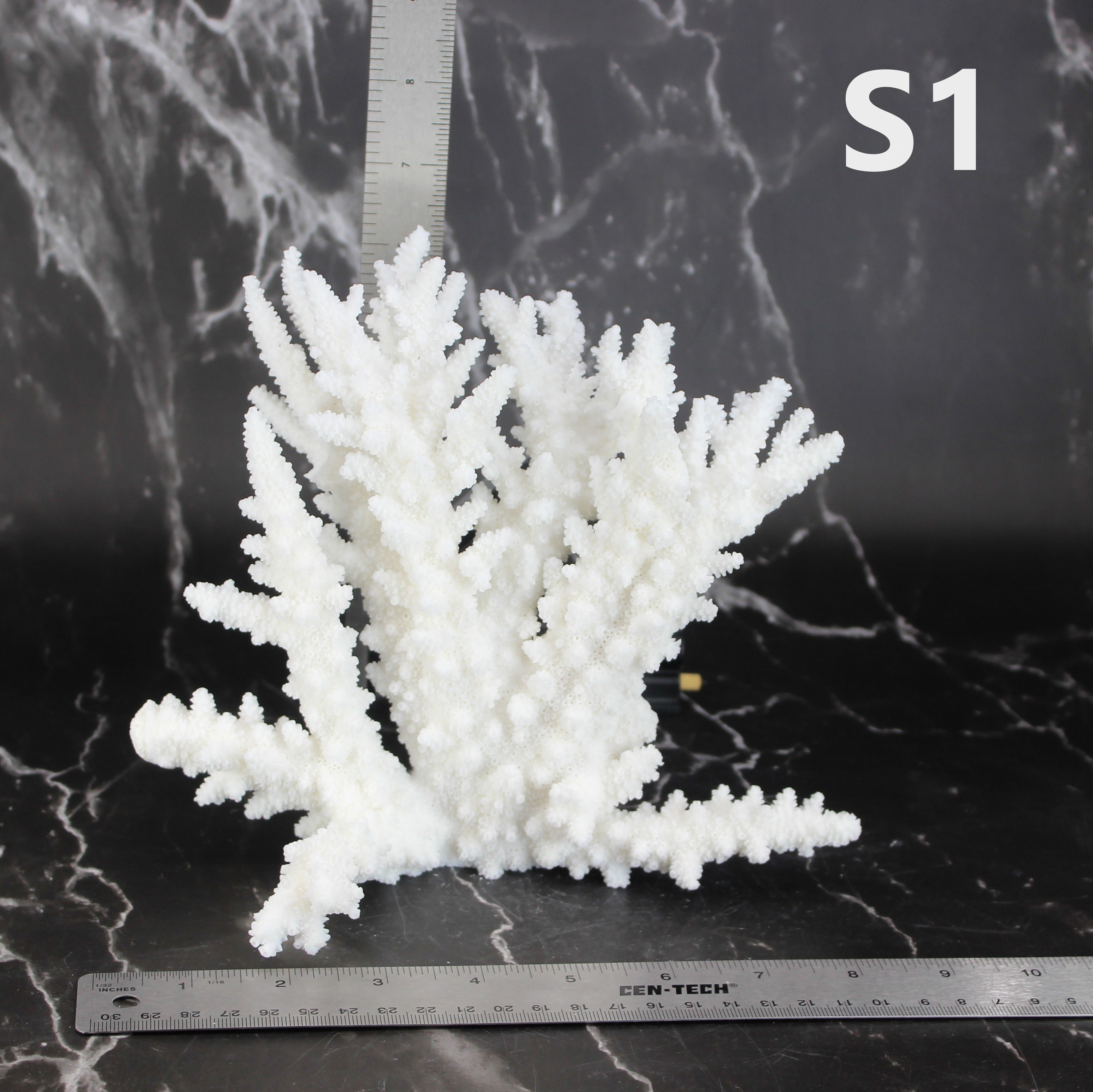 Branch Coral 7-10"