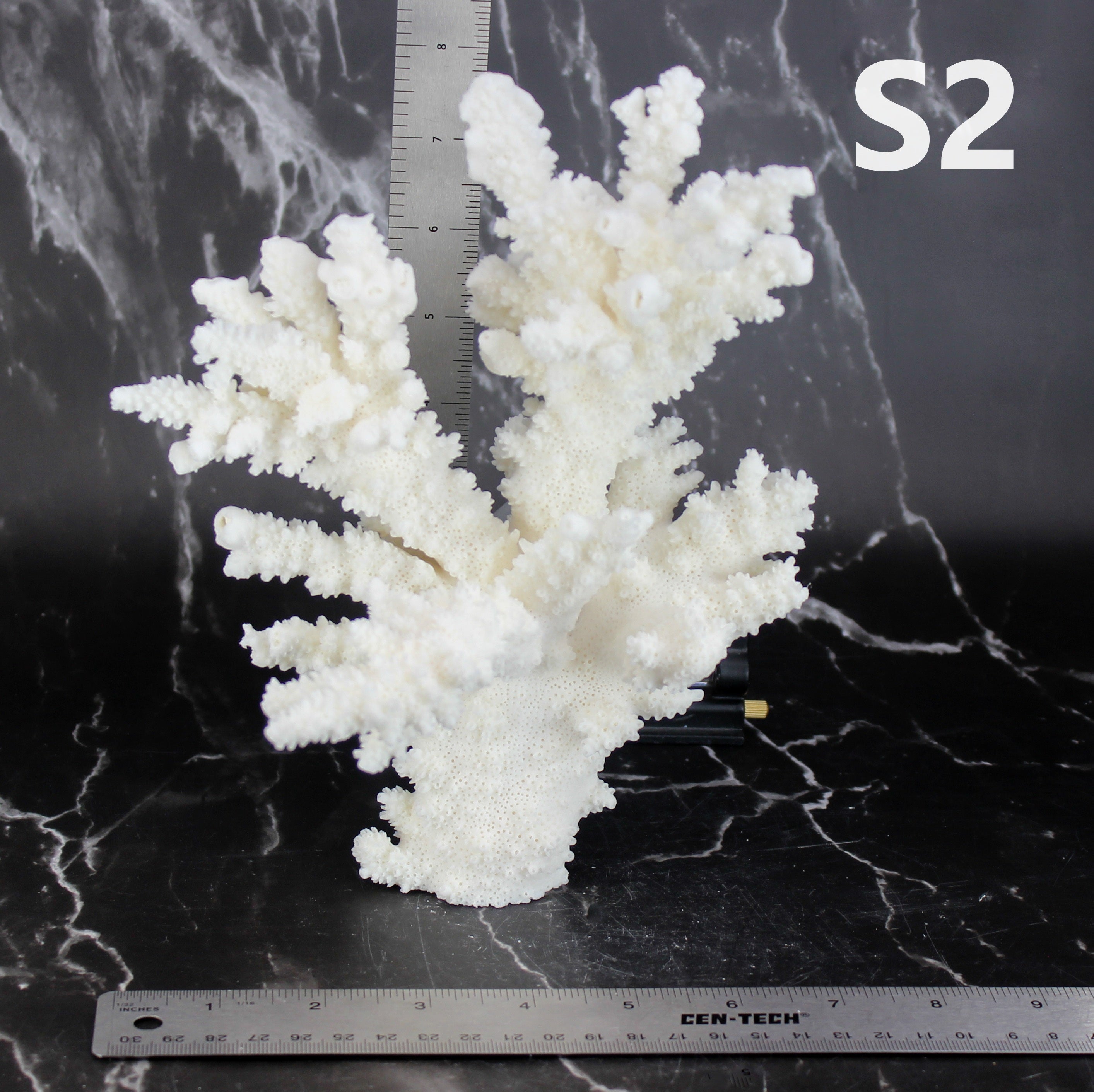 Branch Coral 7-10"
