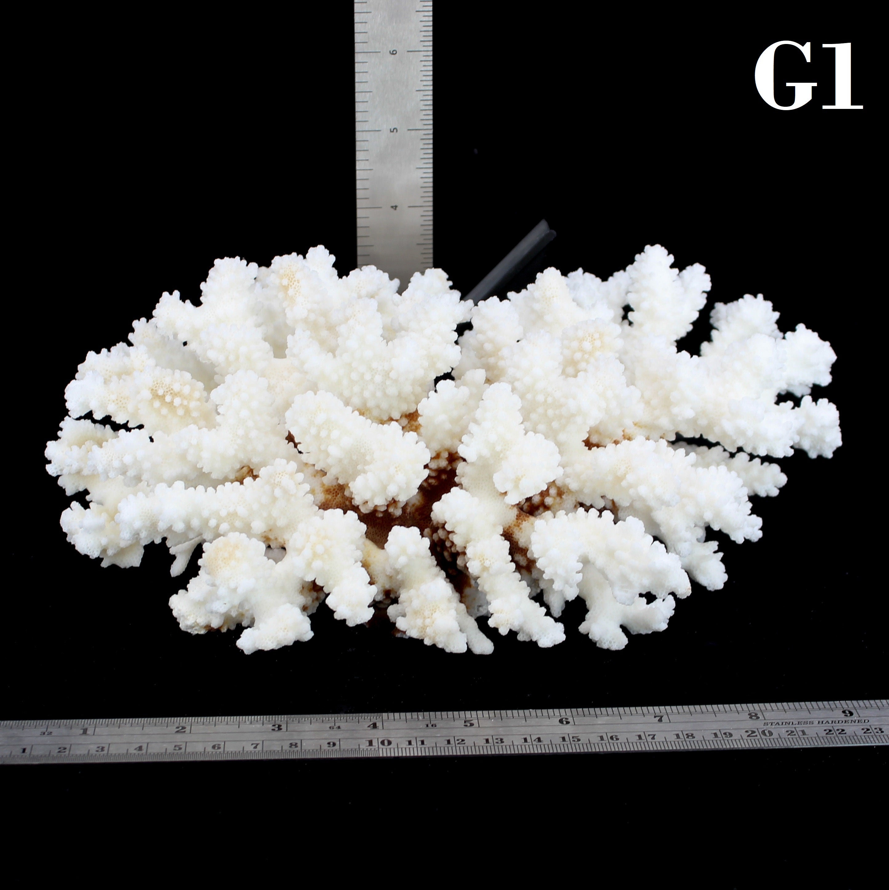 Brownstem Coral 7-10"