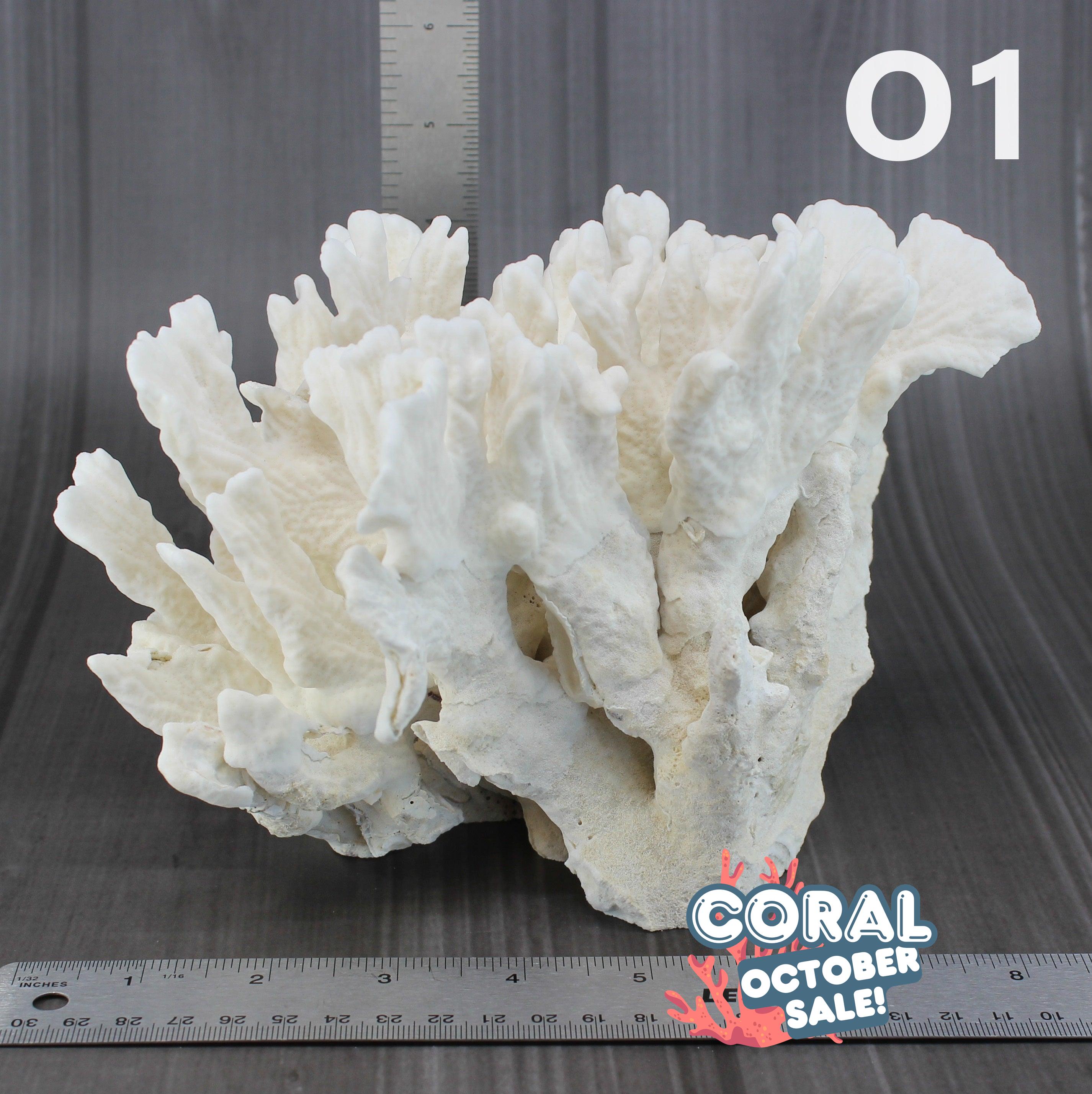 Cactus Coral 7-10"