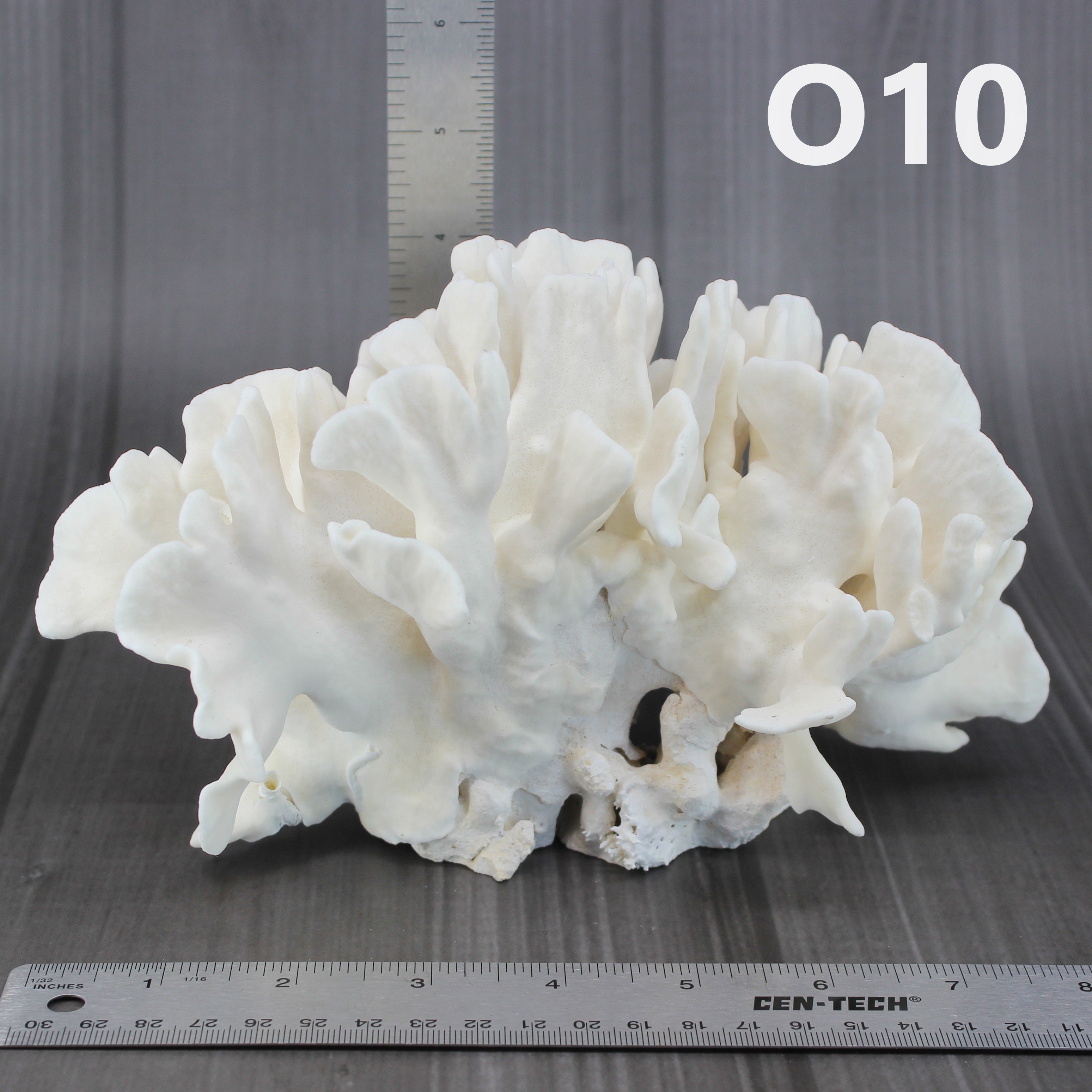 Cactus Coral 7-10"