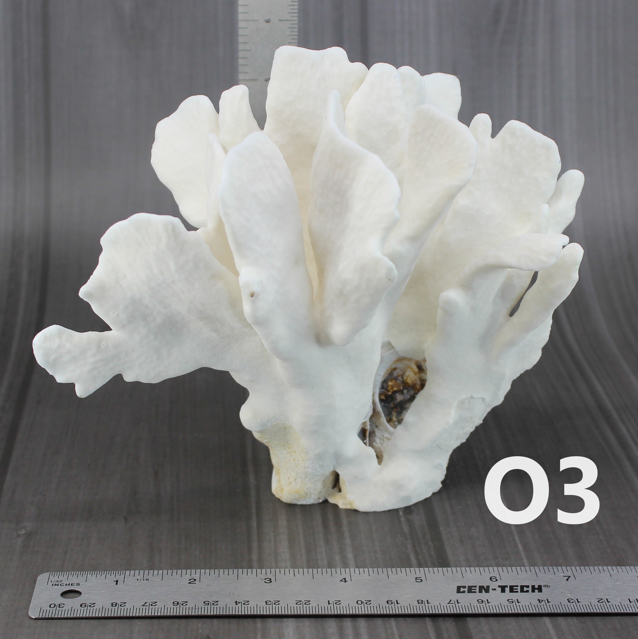 Cactus Coral 7-10"