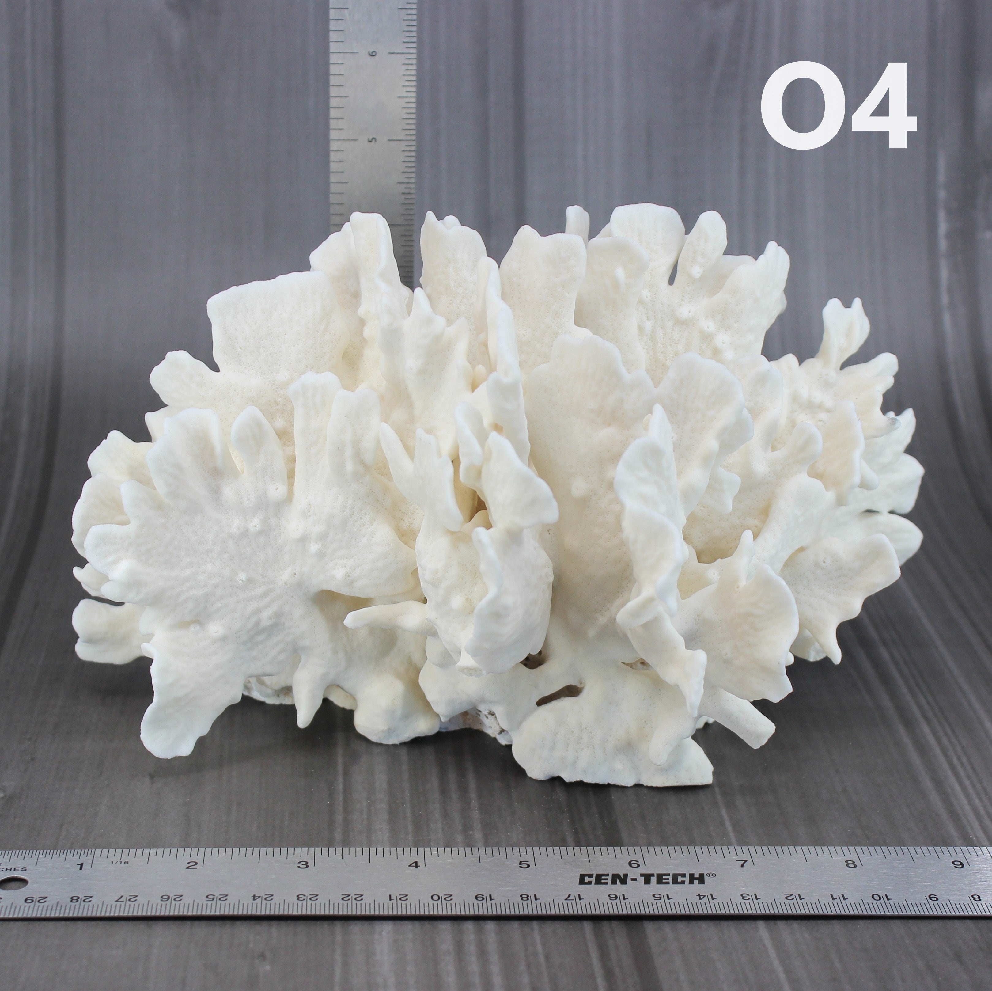 Cactus Coral 7-10"
