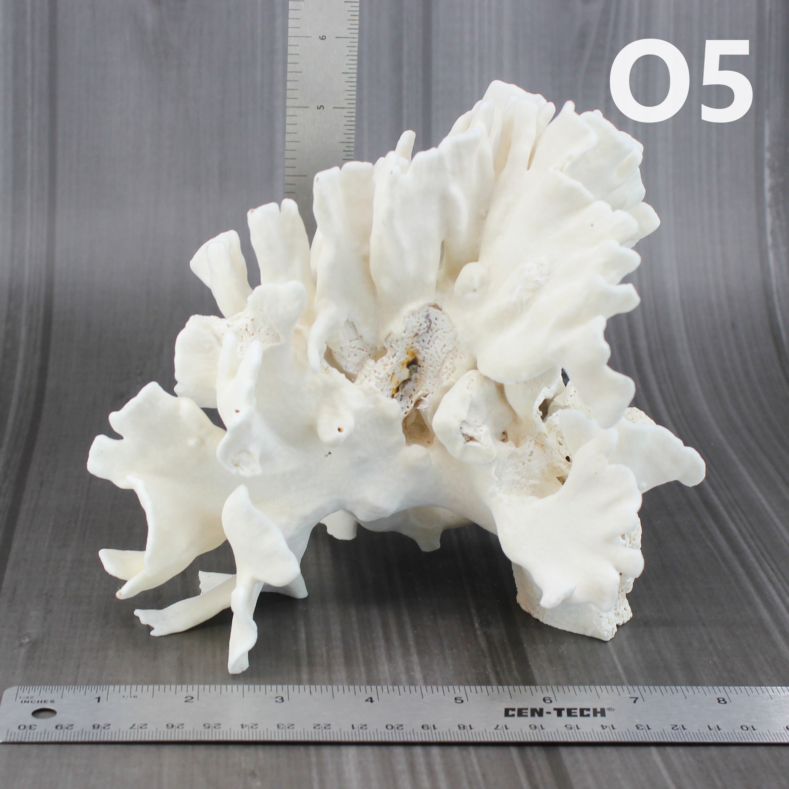 Cactus Coral 7-10"