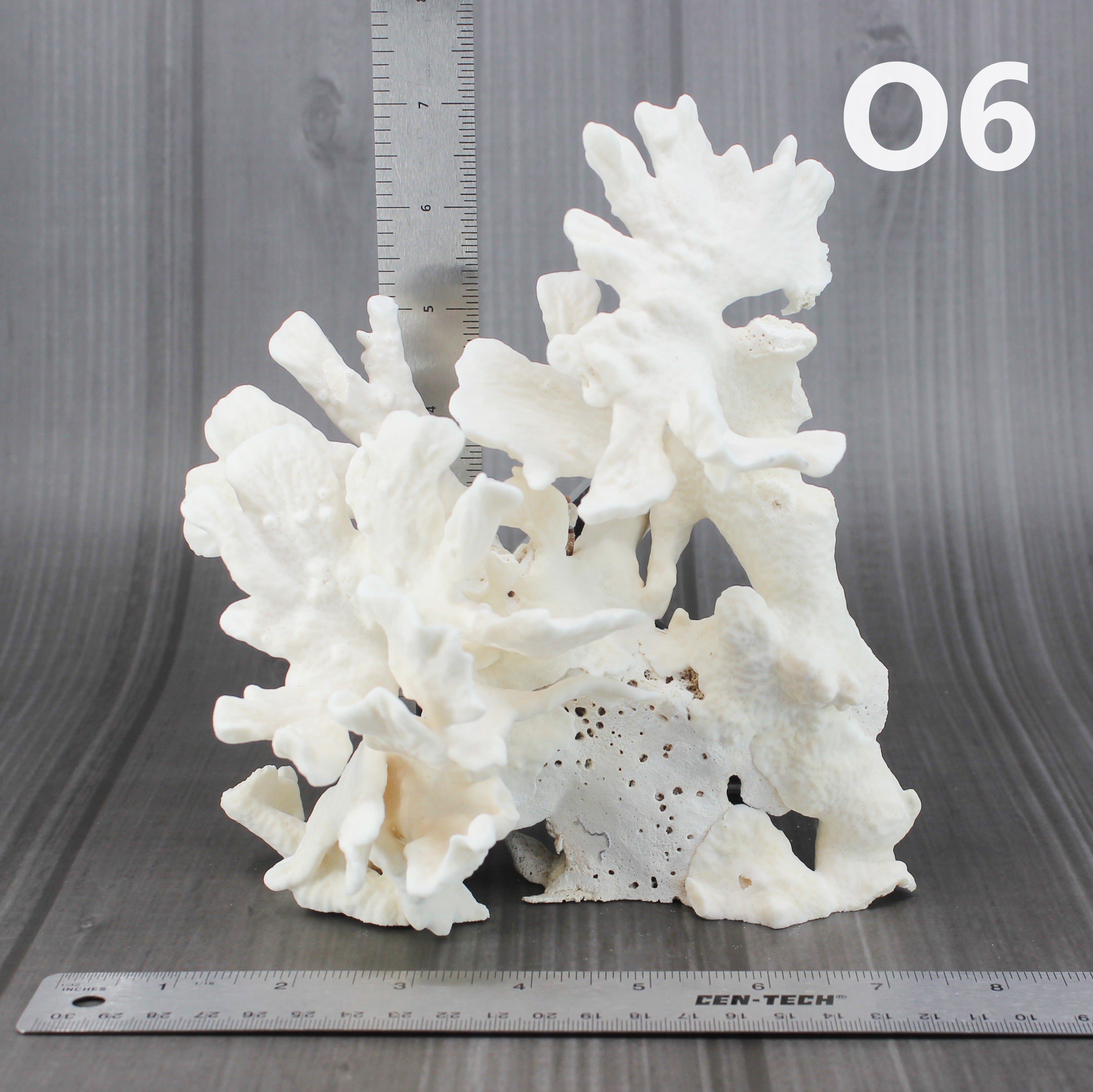 Cactus Coral 7-10"