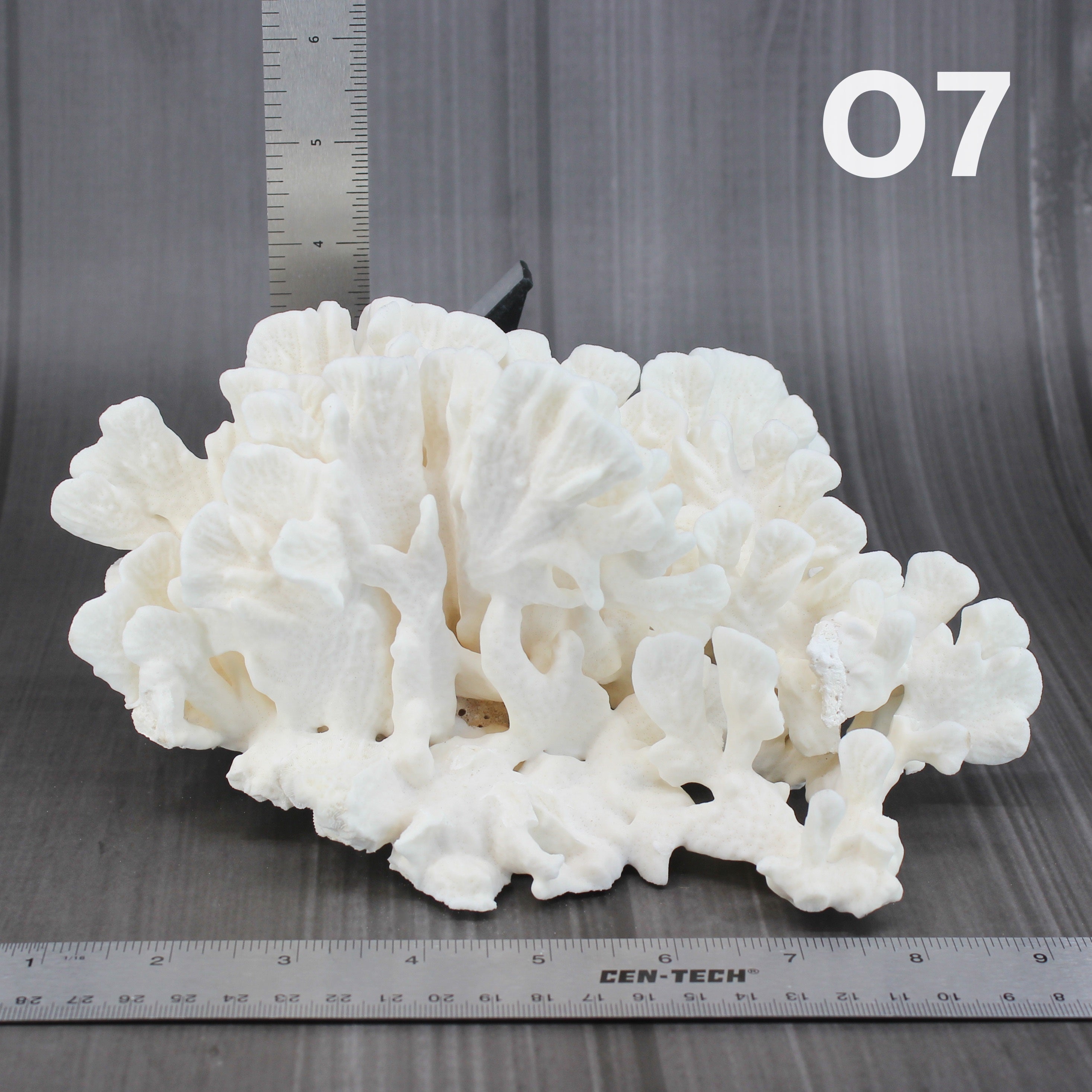 Cactus Coral 7-10"