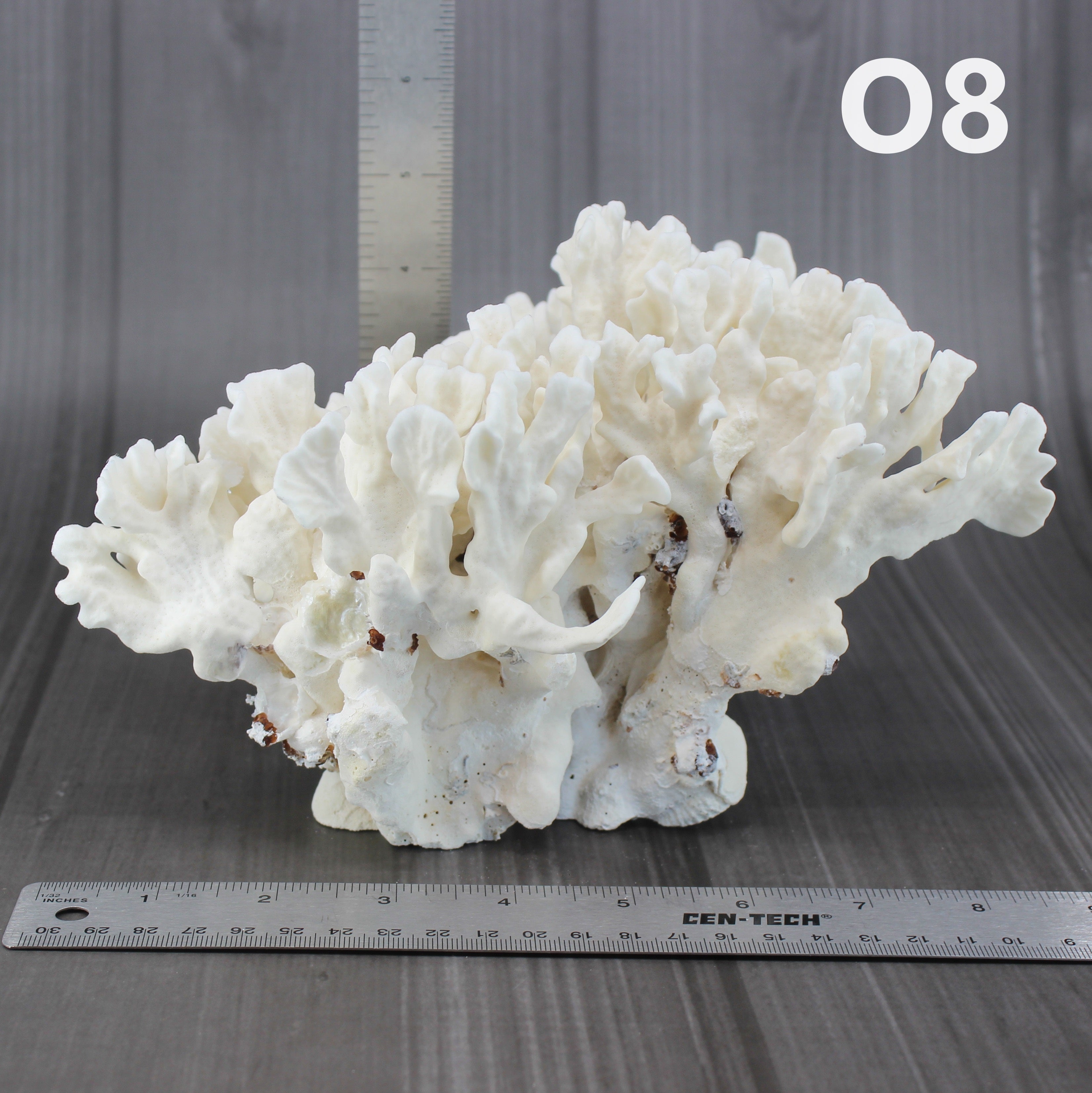 Cactus Coral 7-10"