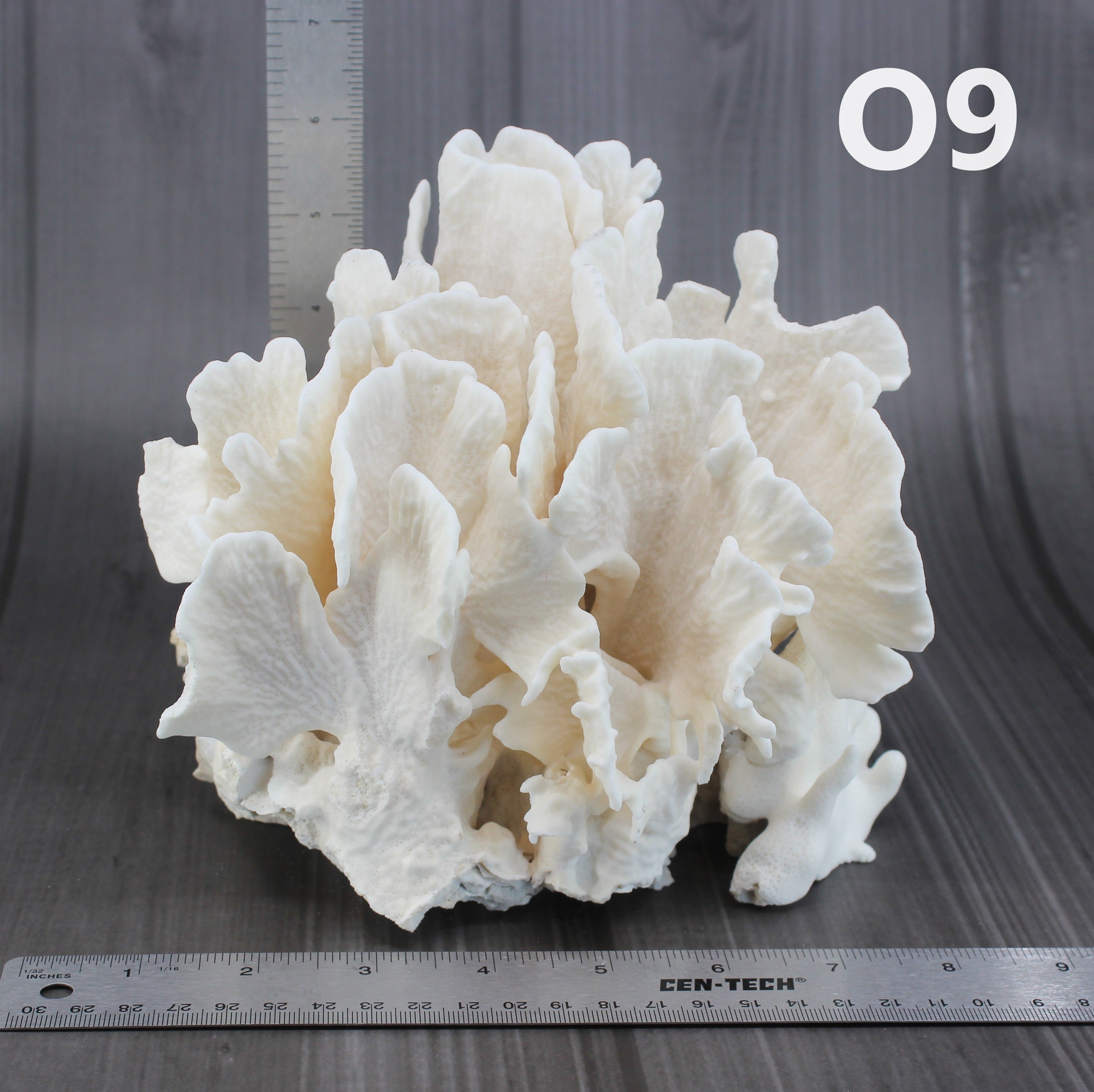 Cactus Coral 7-10"