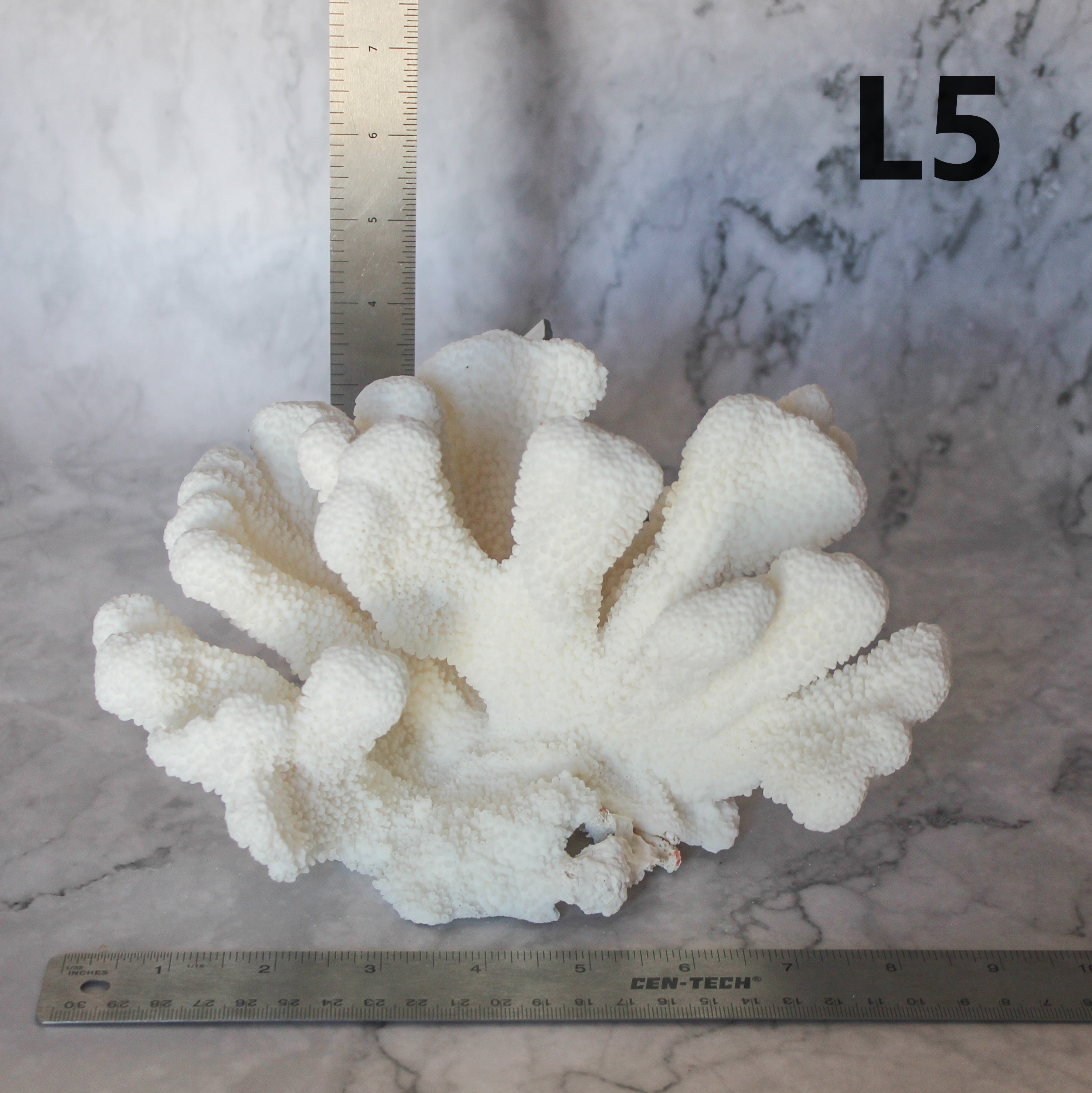 Catspaw Coral 7-10"