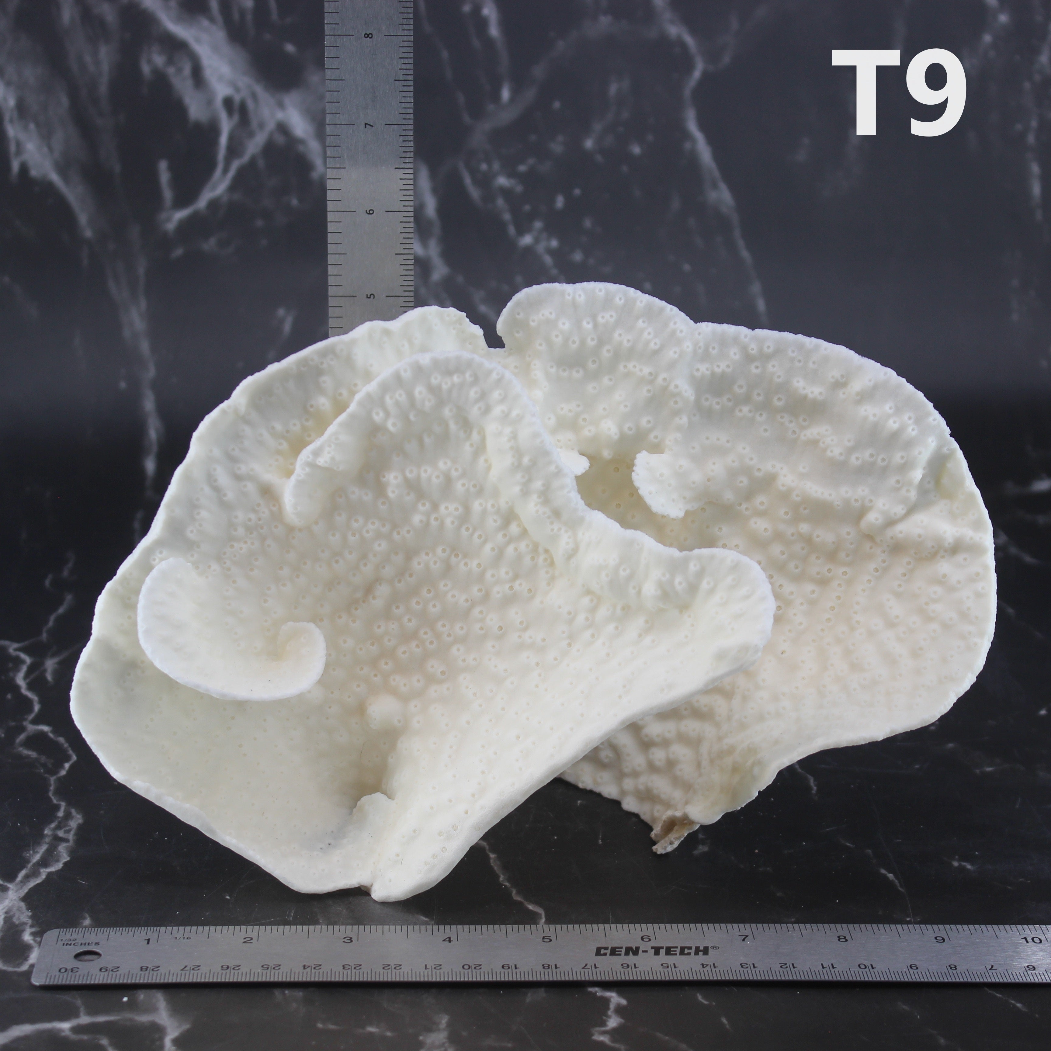 Cup Coral 7-10"