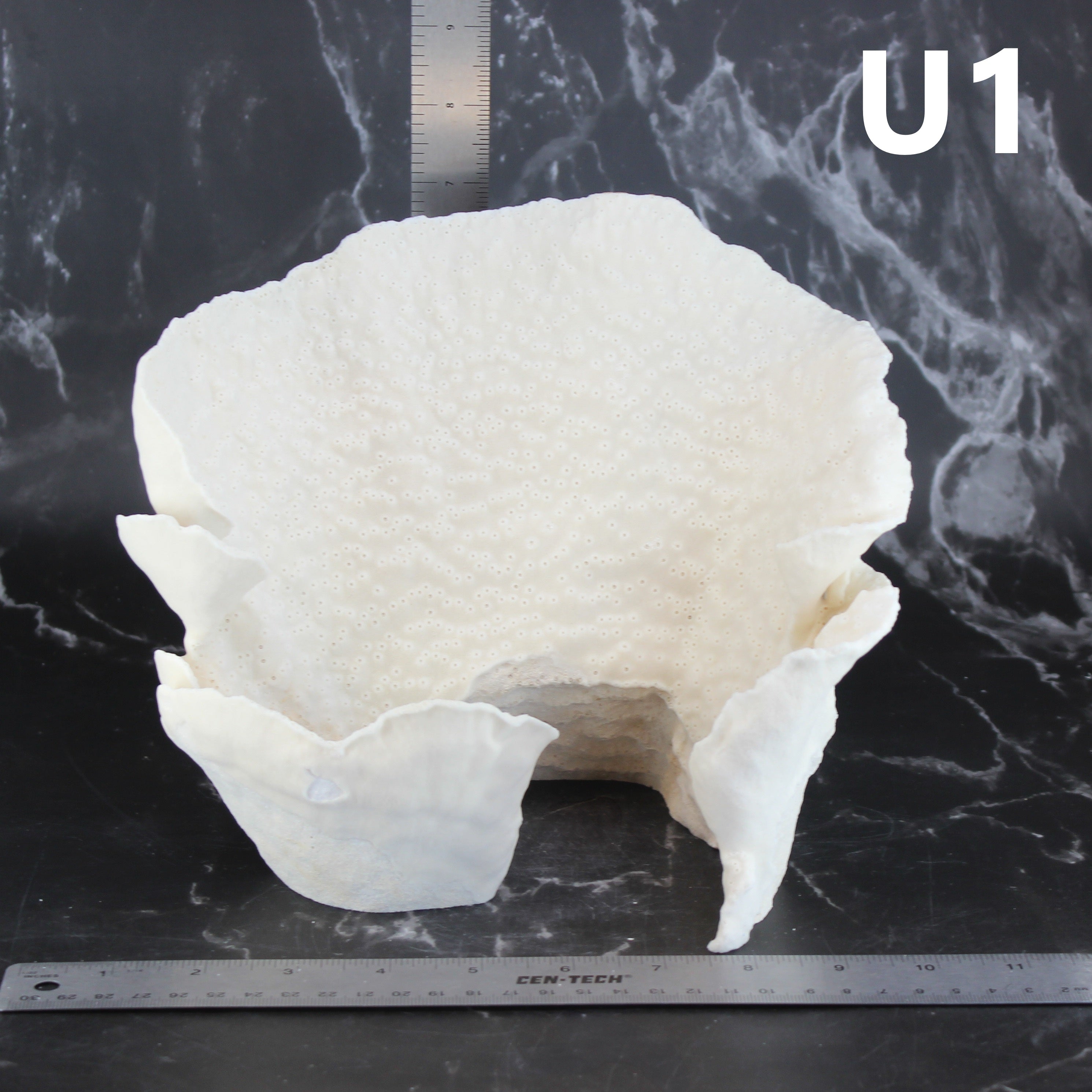 Cup Coral 7-10"