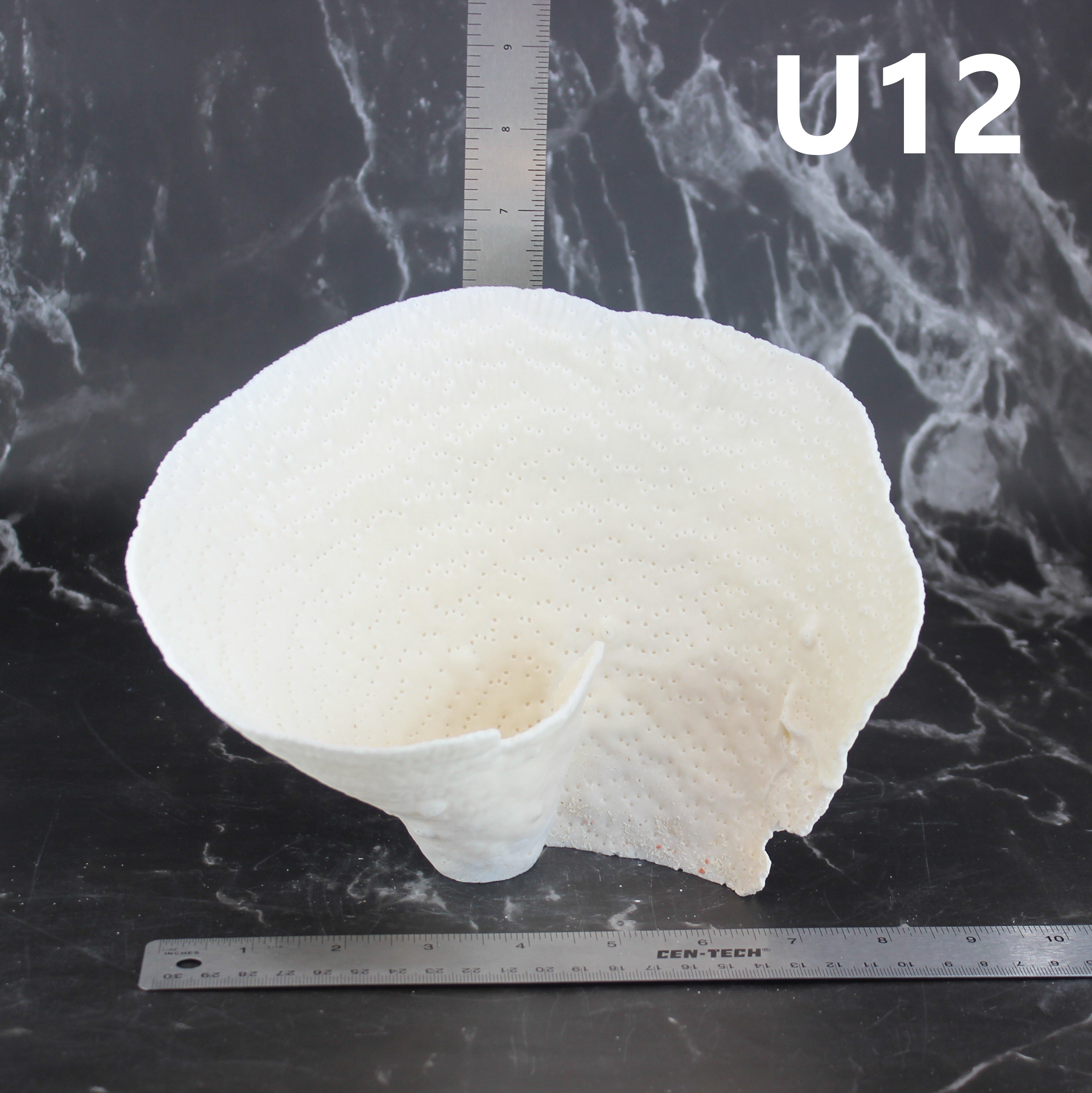 Cup Coral 7-10"