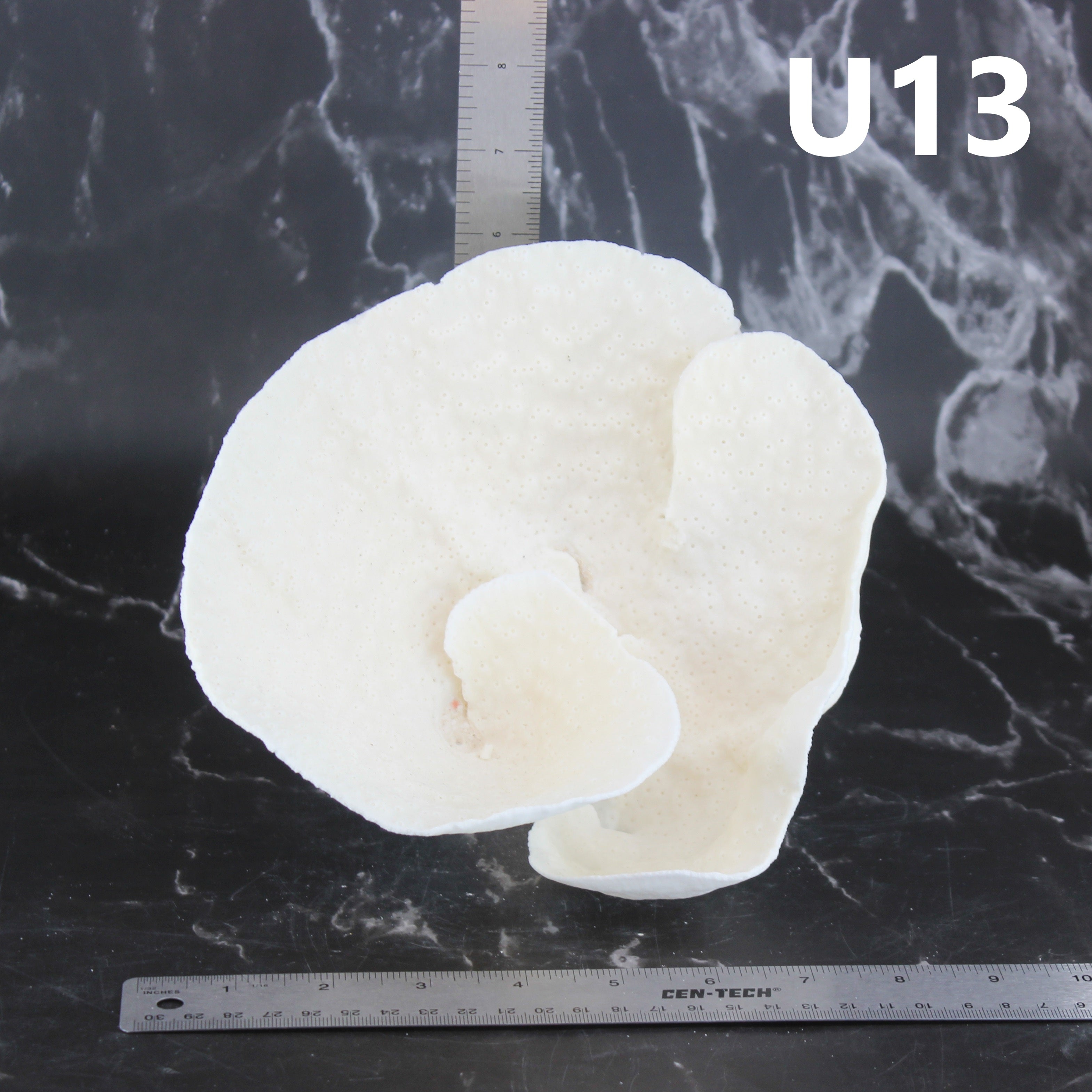 Cup Coral 7-10"