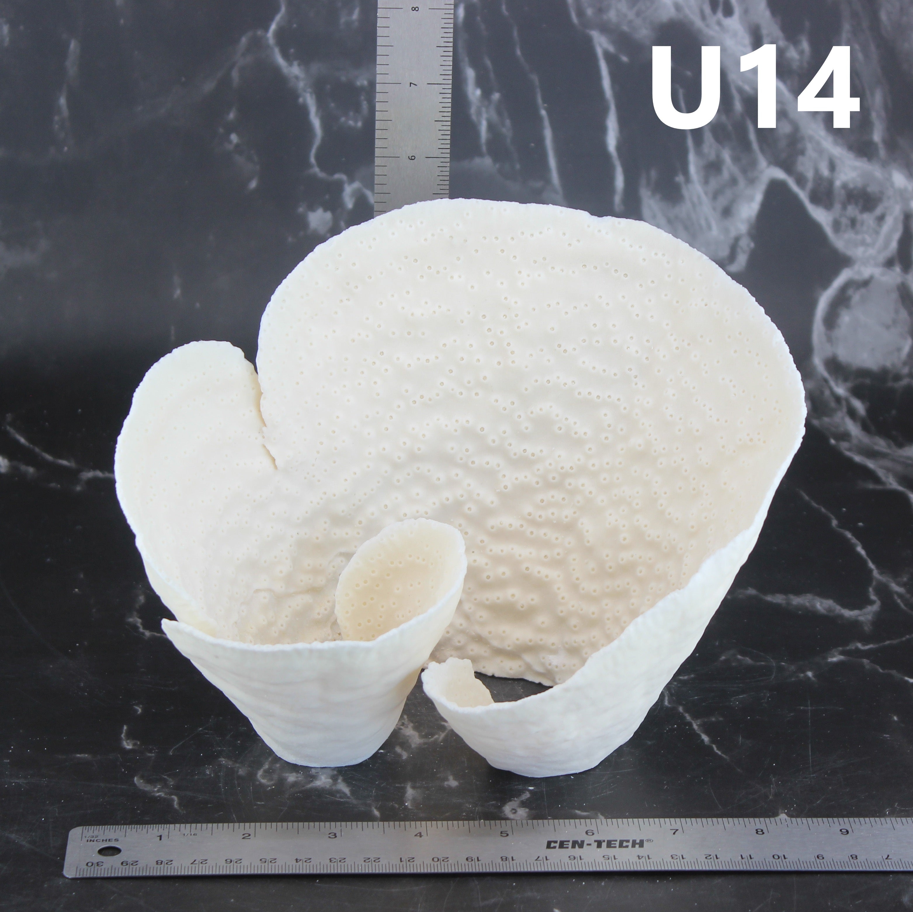 Cup Coral 7-10"