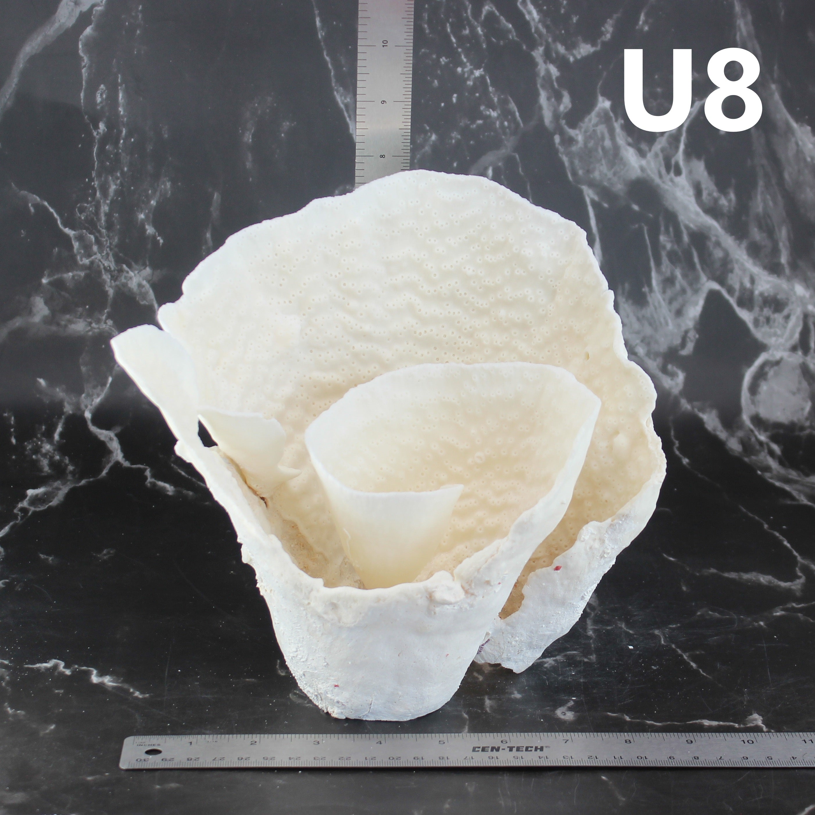 Cup Coral 7-10"