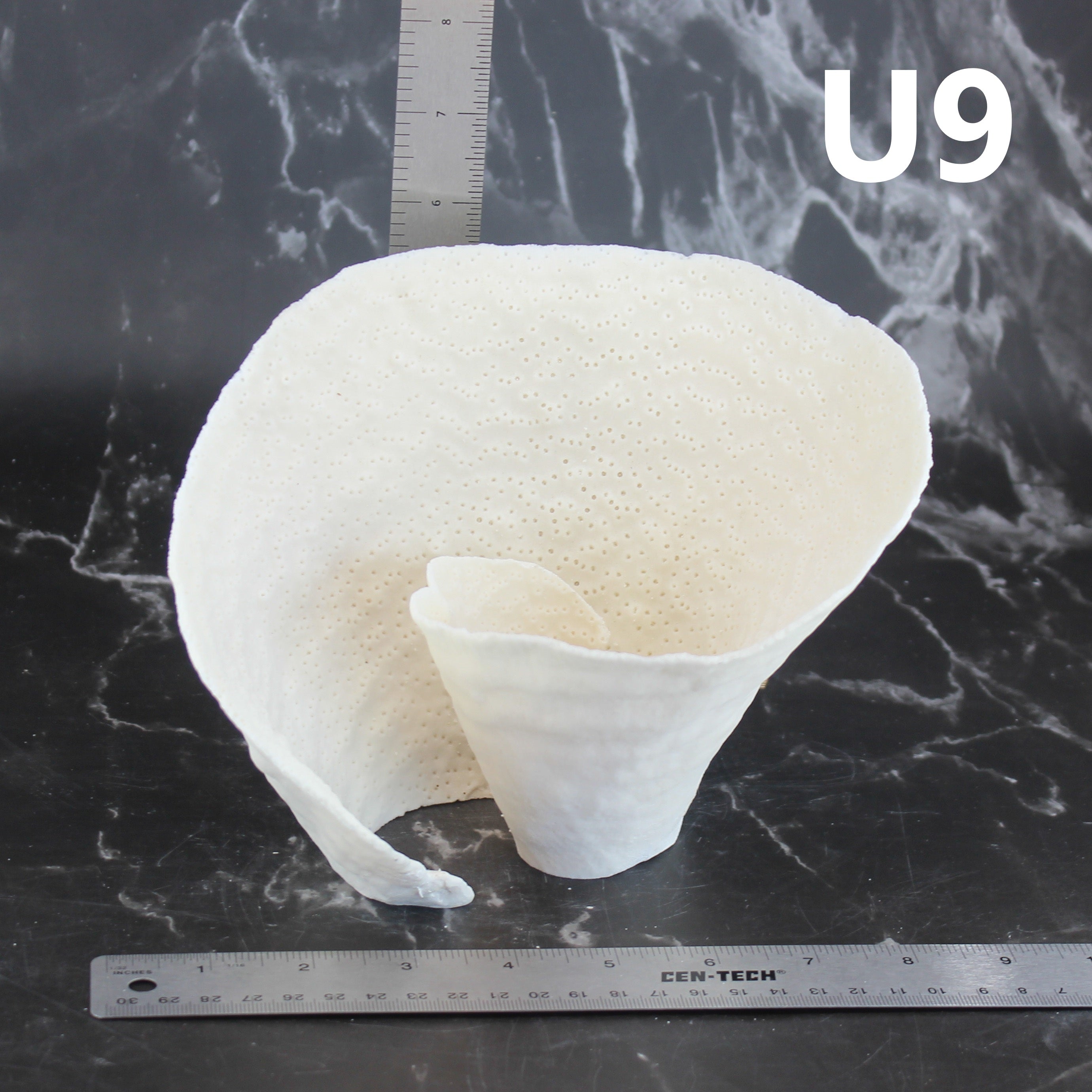Cup Coral 7-10"