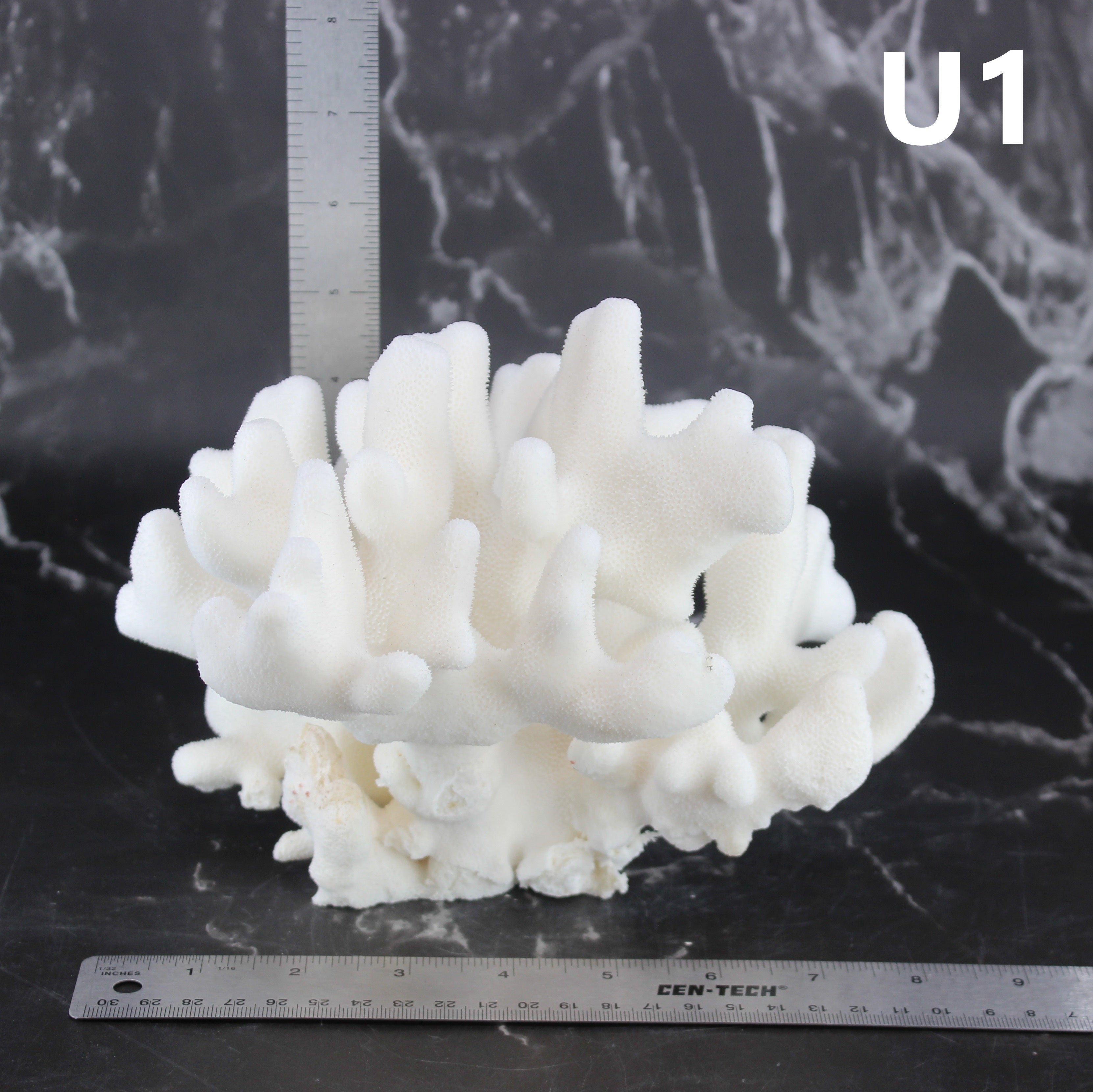 Elkhorn Coral 7-10"
