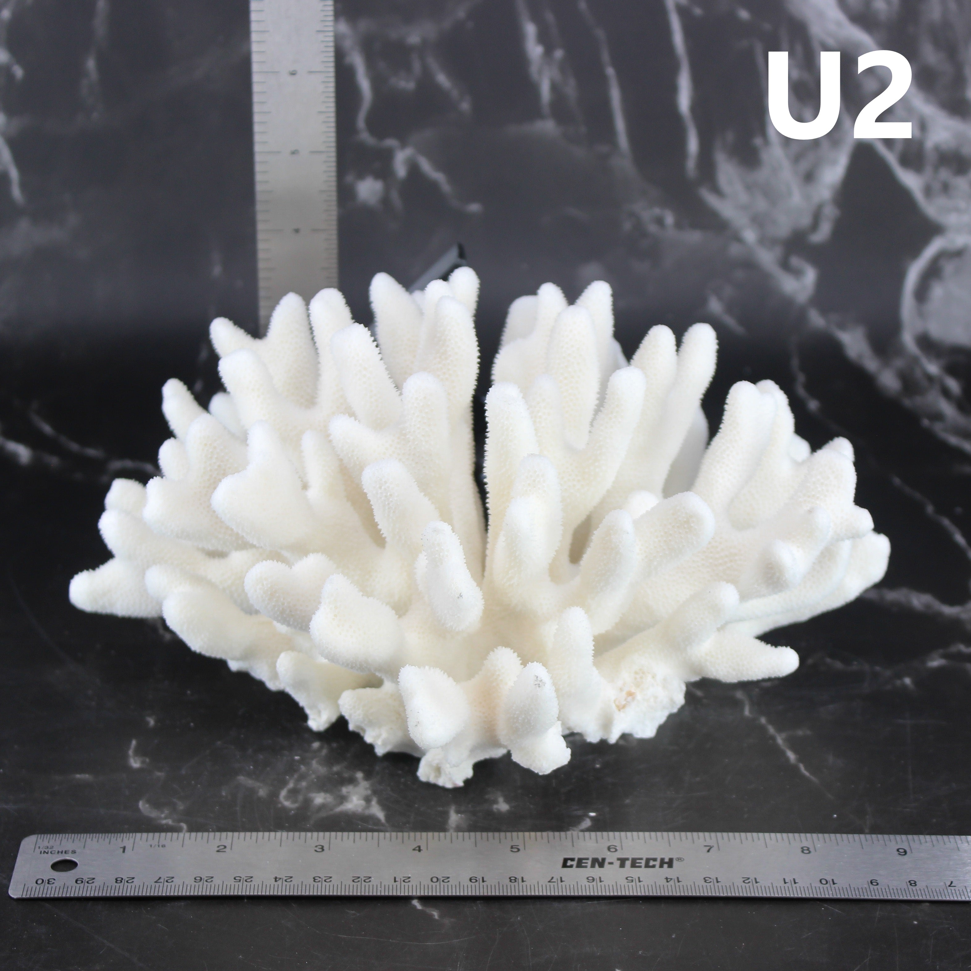 Elkhorn Coral 7-10"