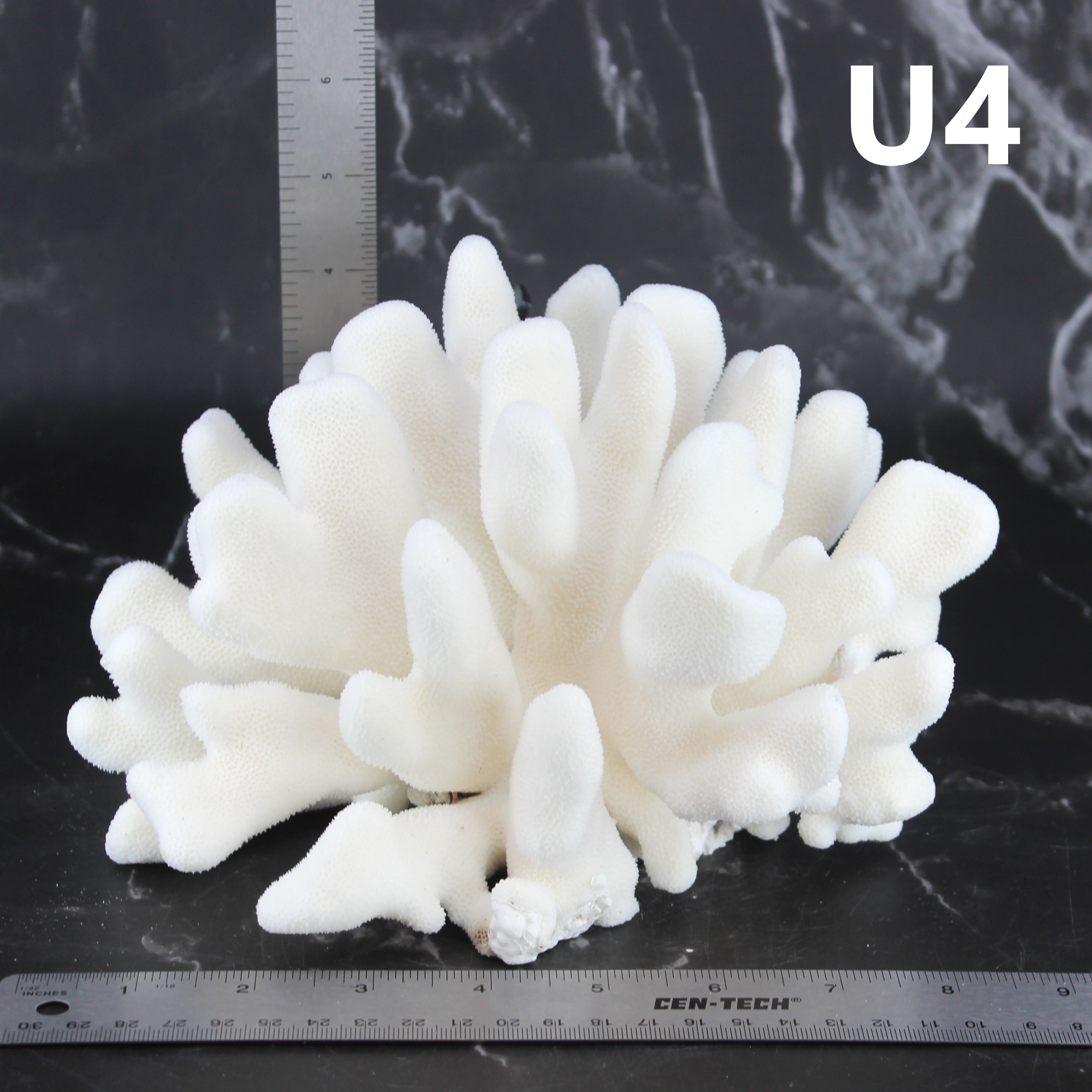 Elkhorn Coral 7-10"