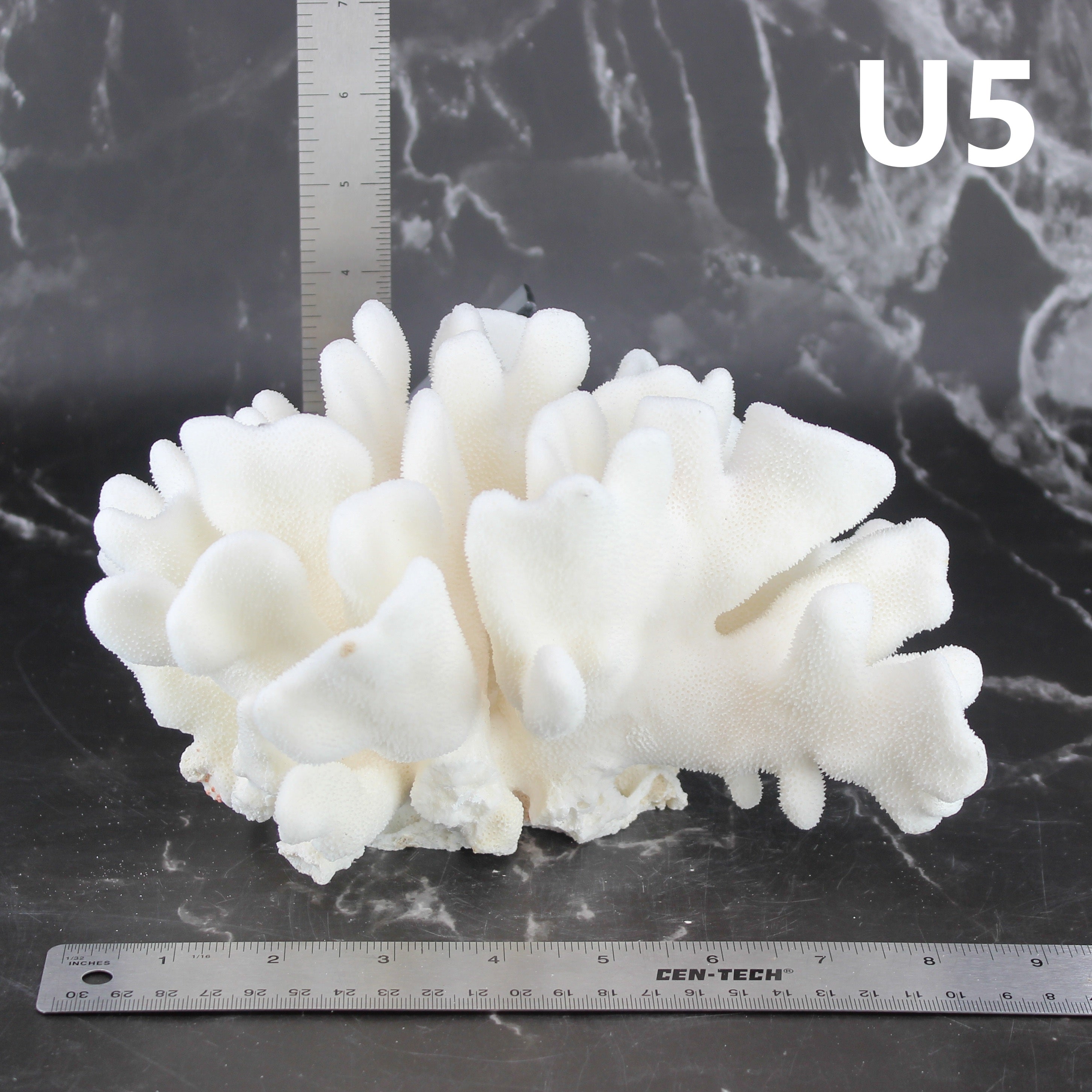 Elkhorn Coral 7-10"