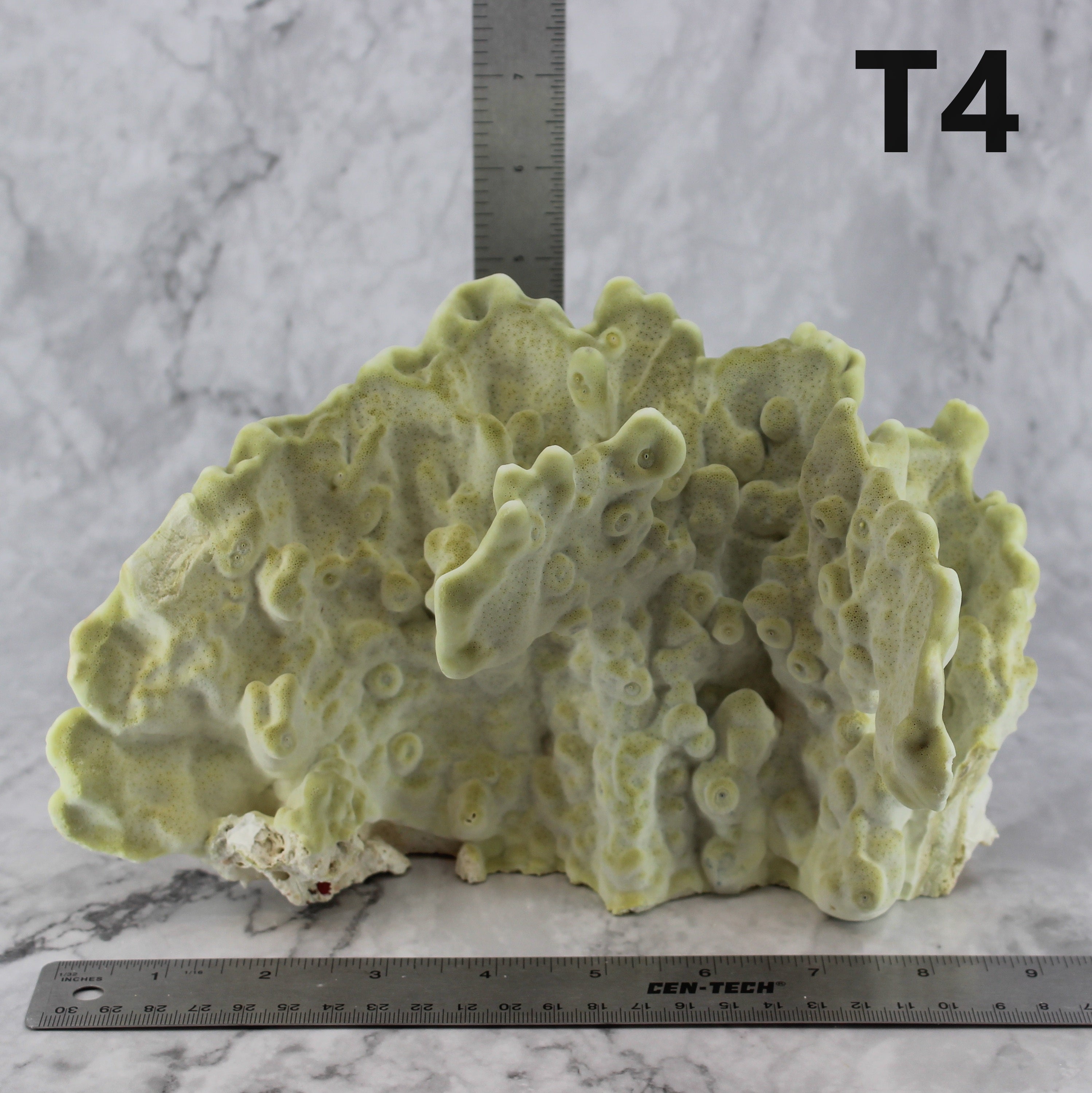 Fire Slab Coral 7-10"