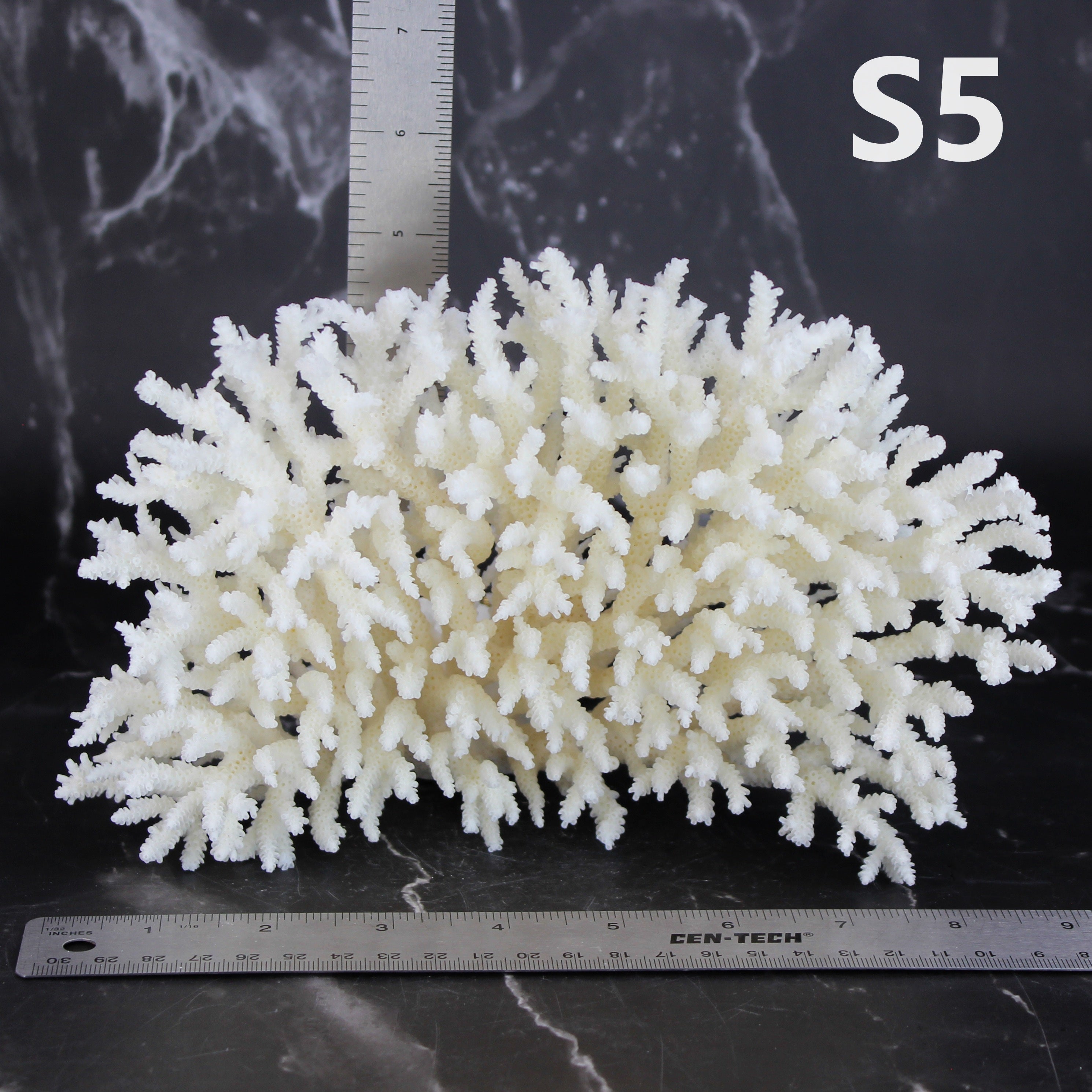 Table Coral 7-10"