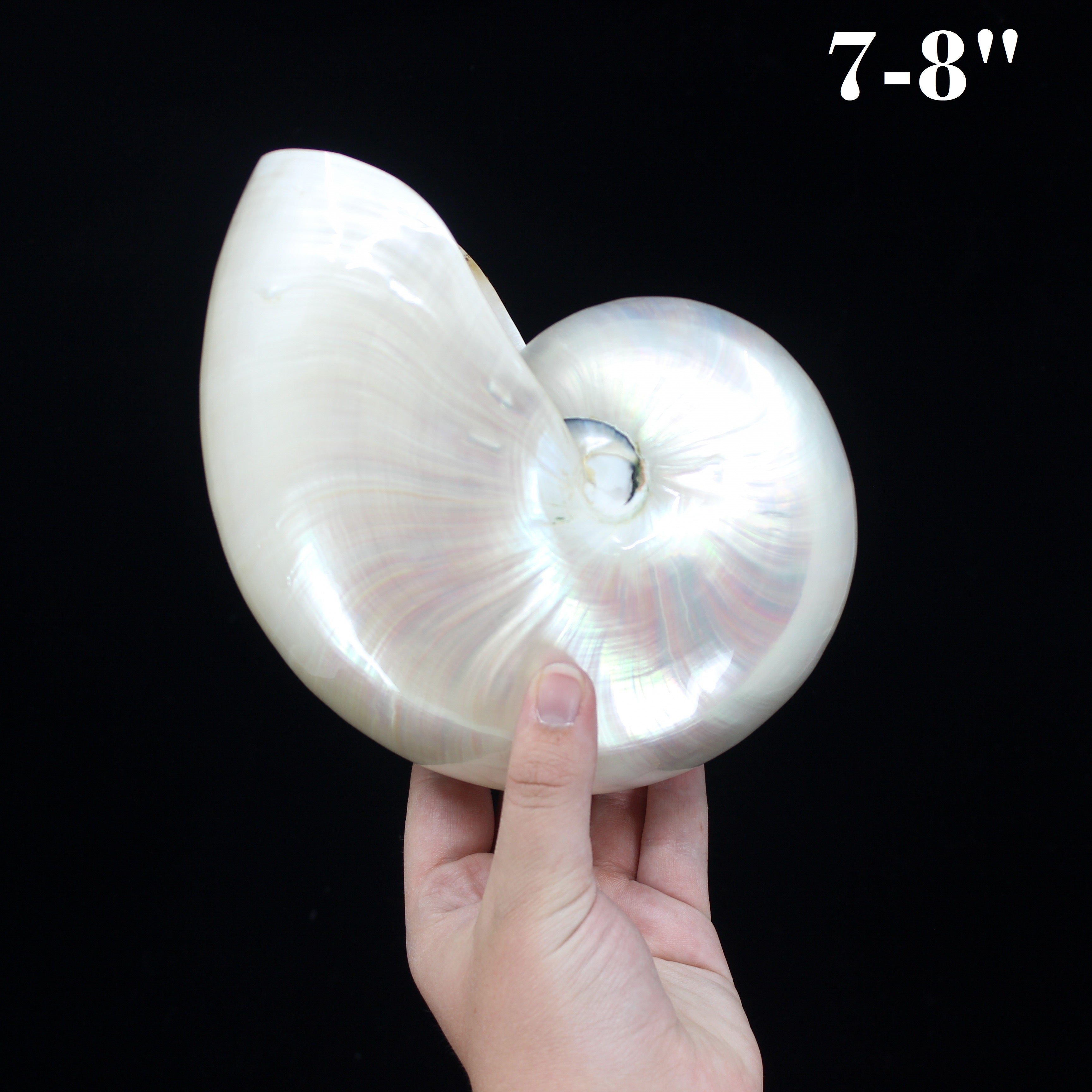 Chambered Nautilus Polished
