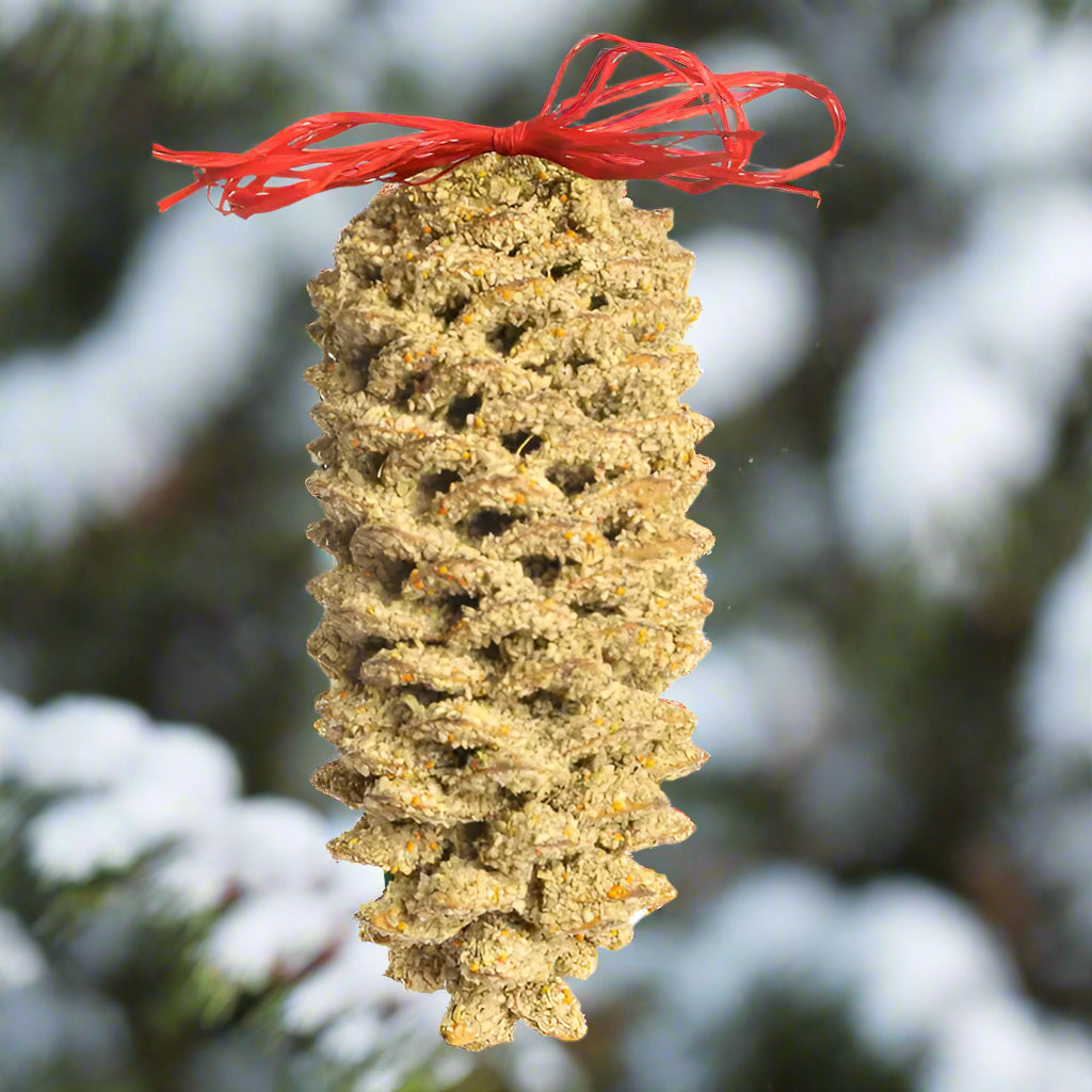 Giant Pine Cone