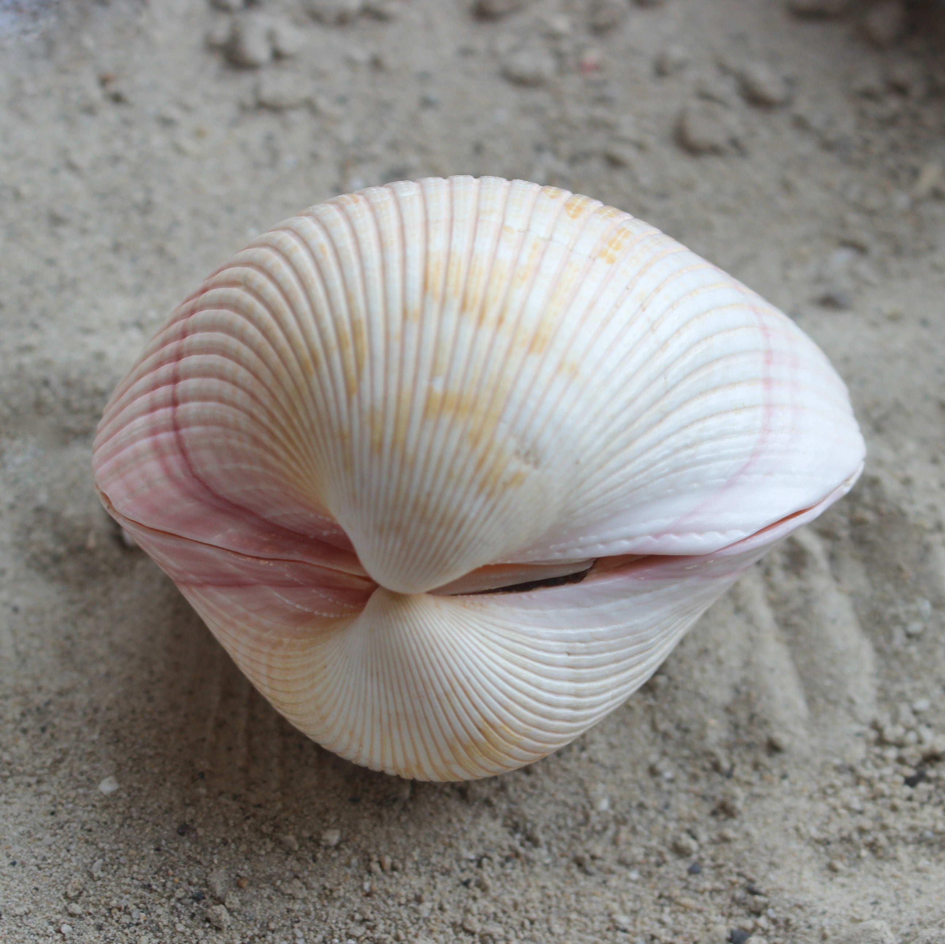 African Cardium