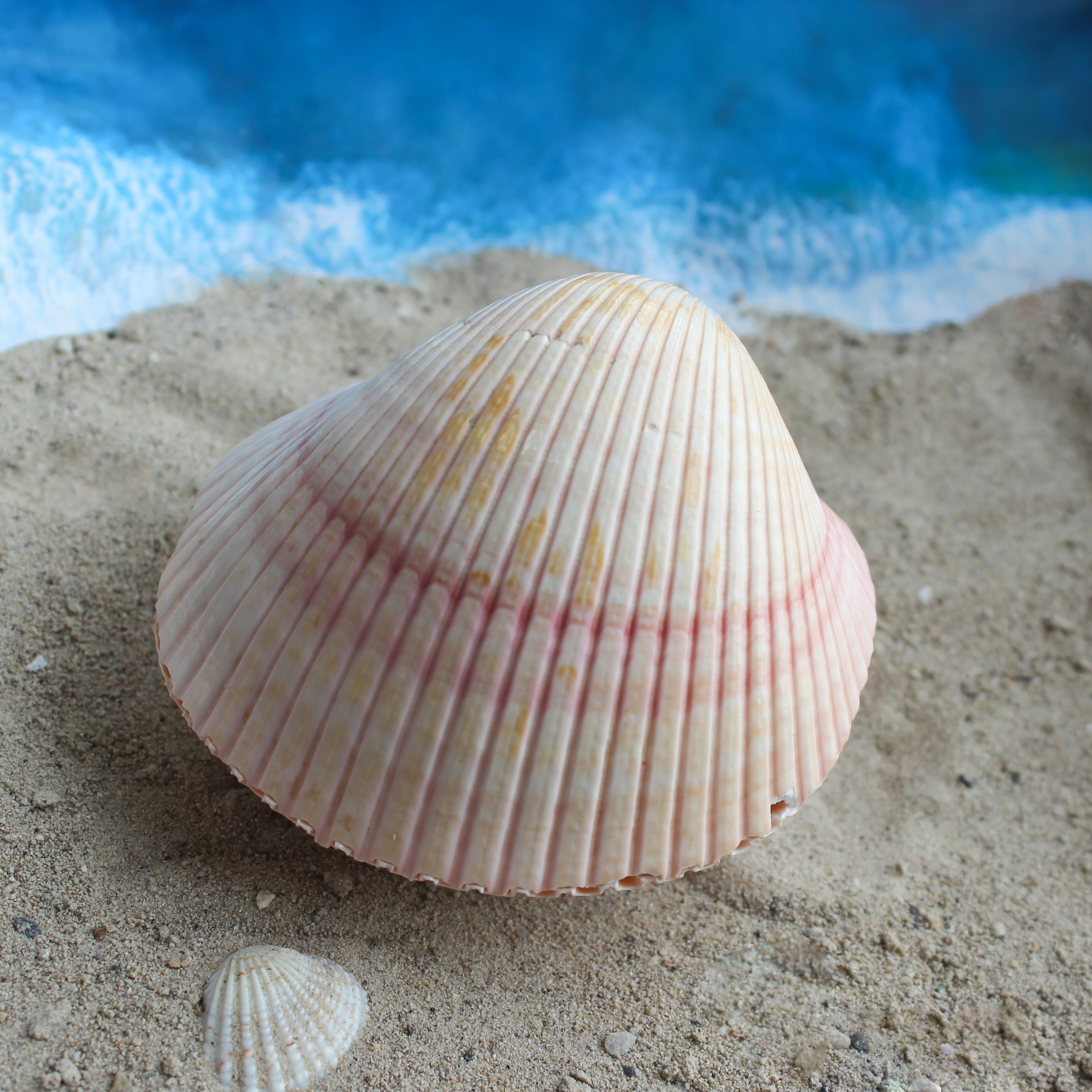 African Cardium