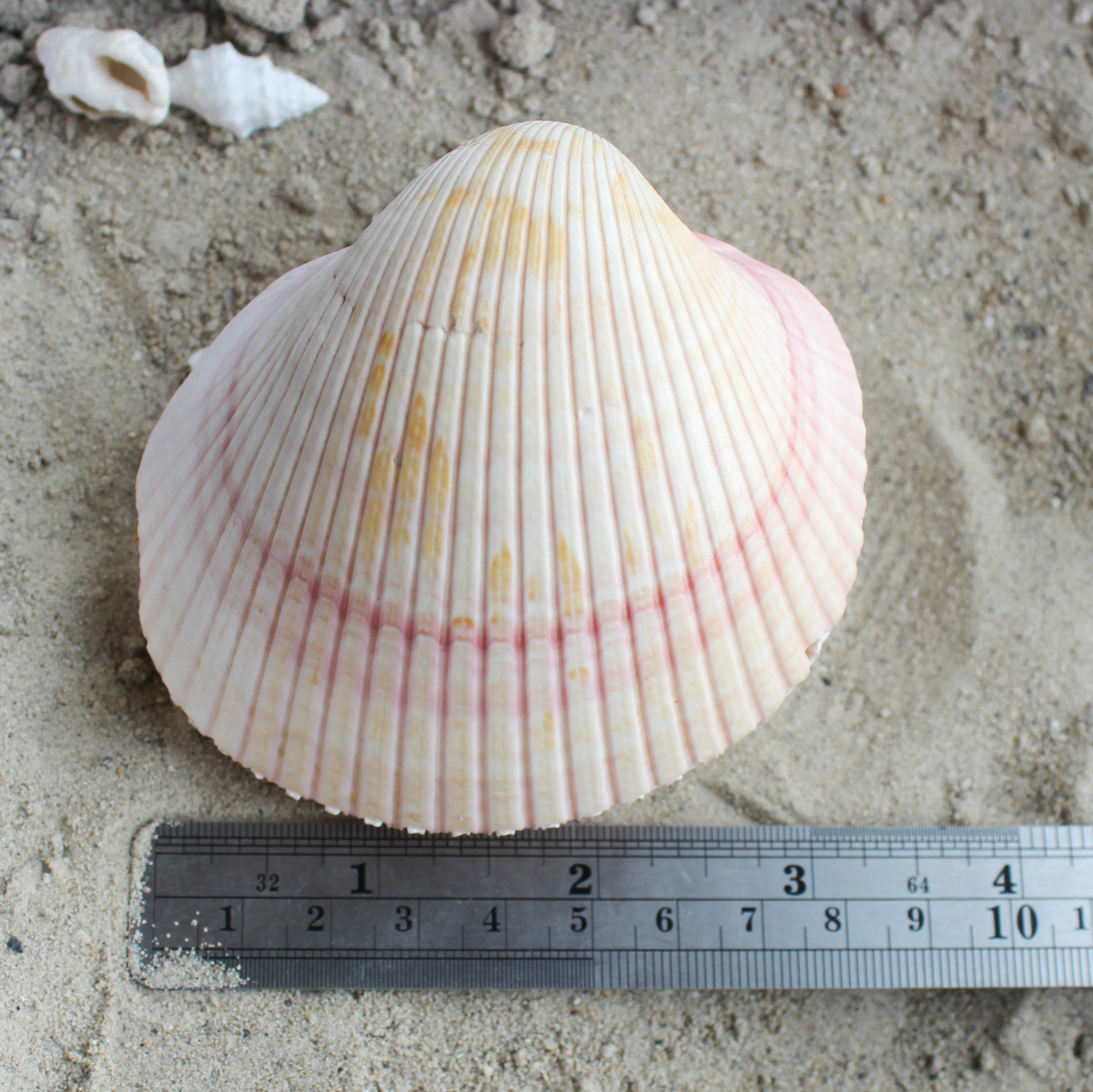 African Cardium