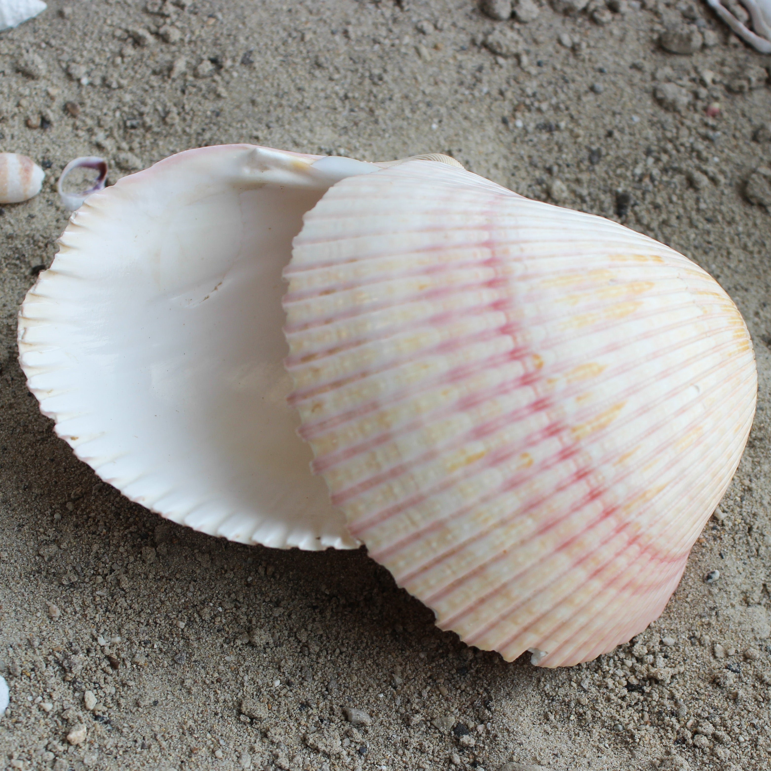 African Cardium