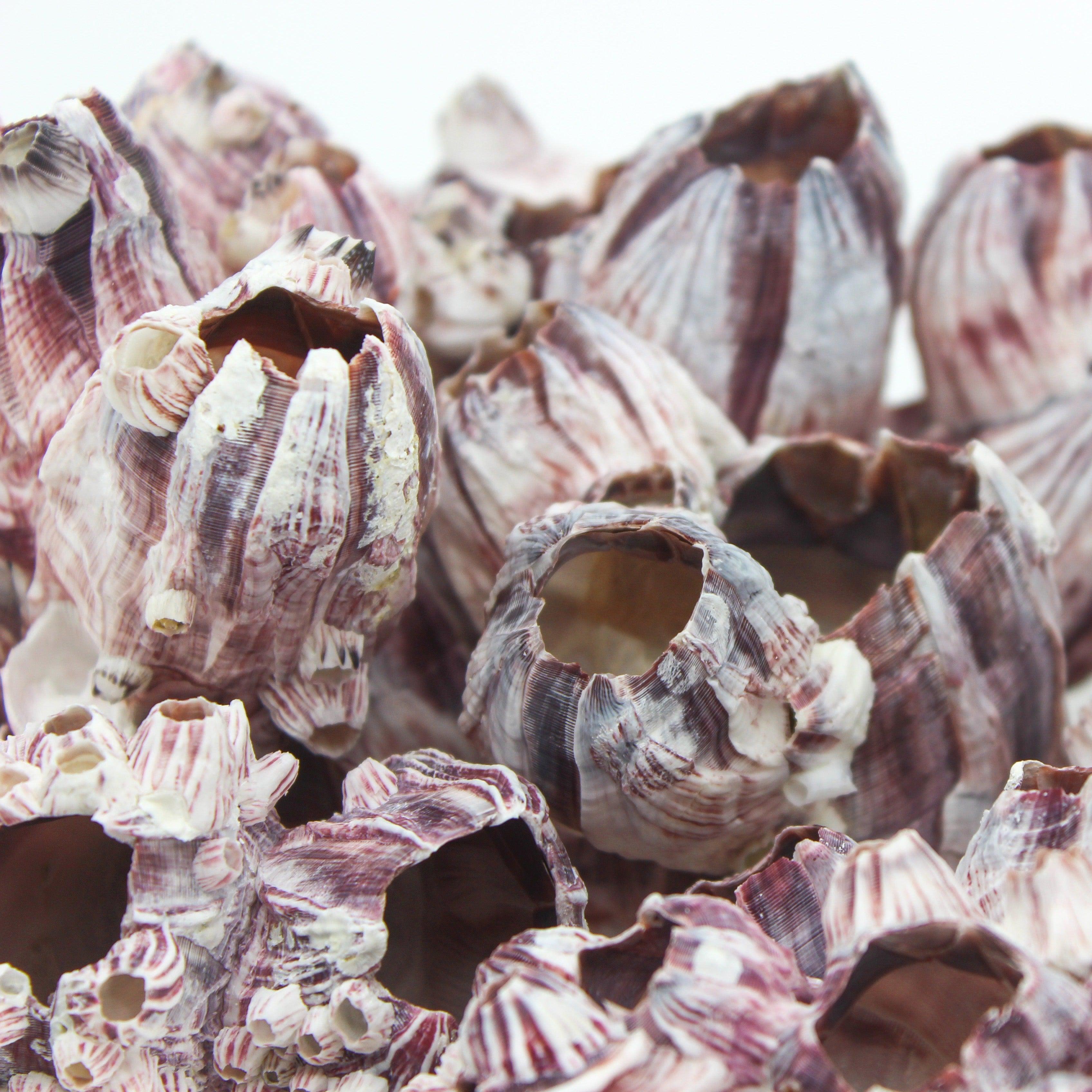 Barnacles 7-10"