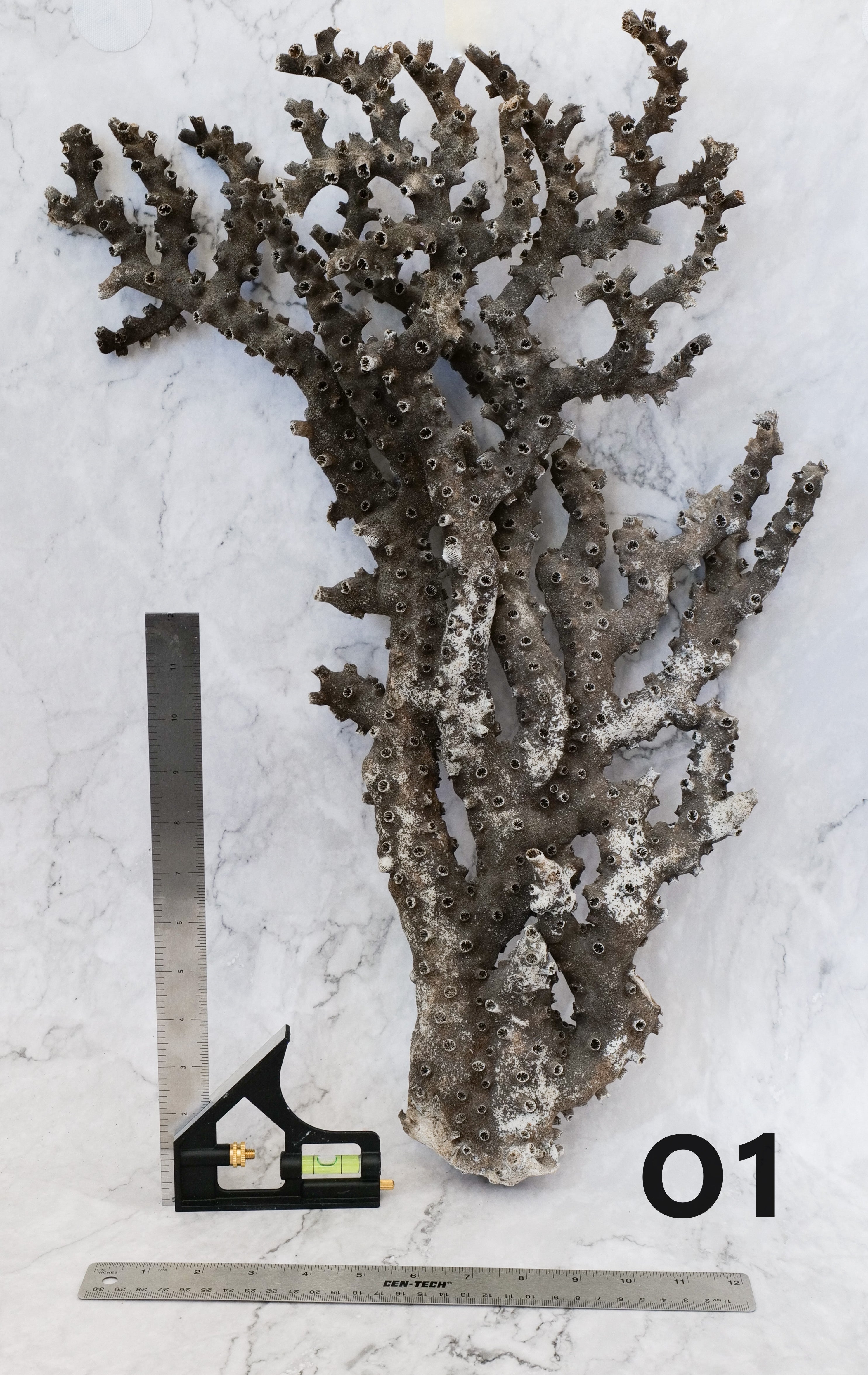 Black Octopus Coral 15-18"