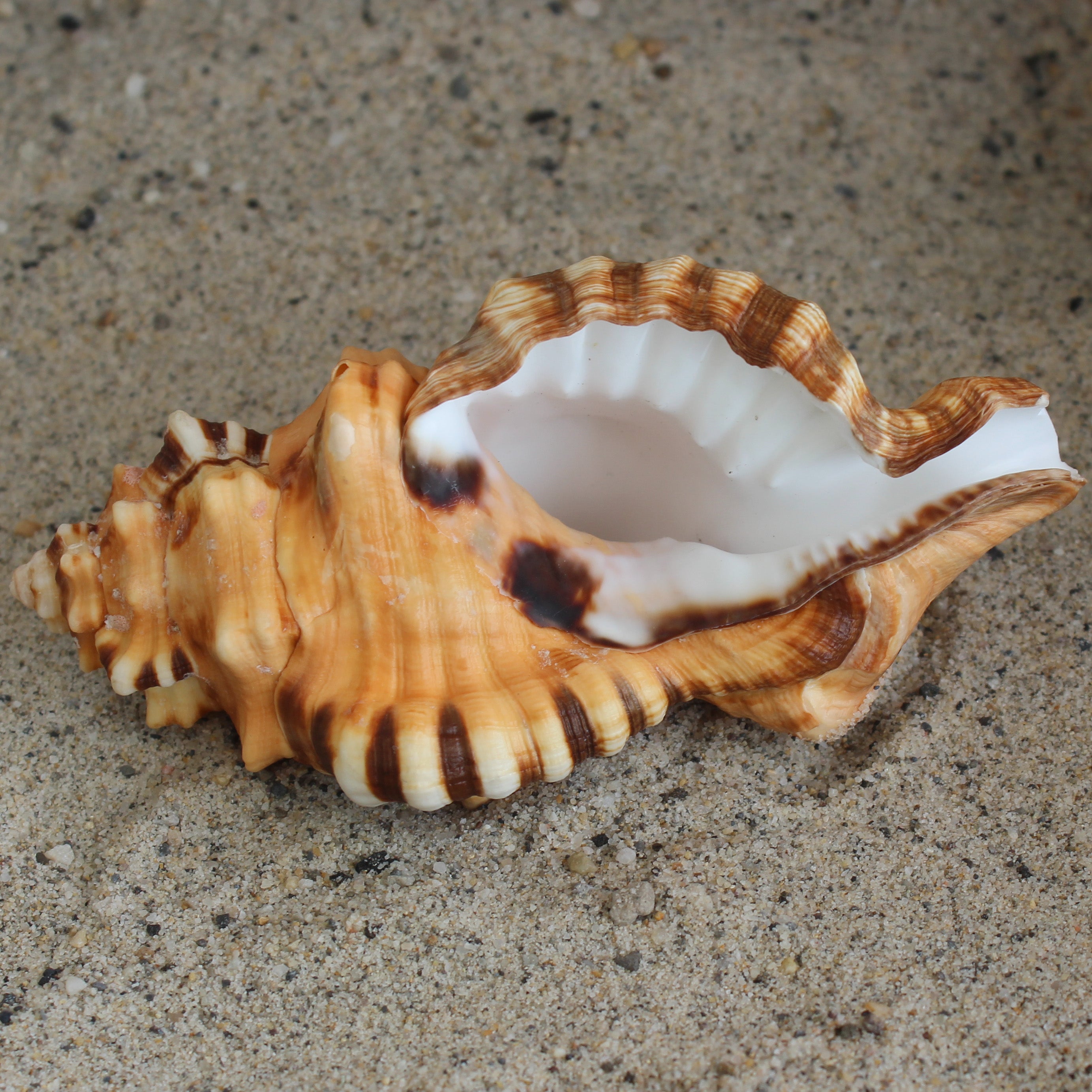 Black Spotted Triton 4.5-6"