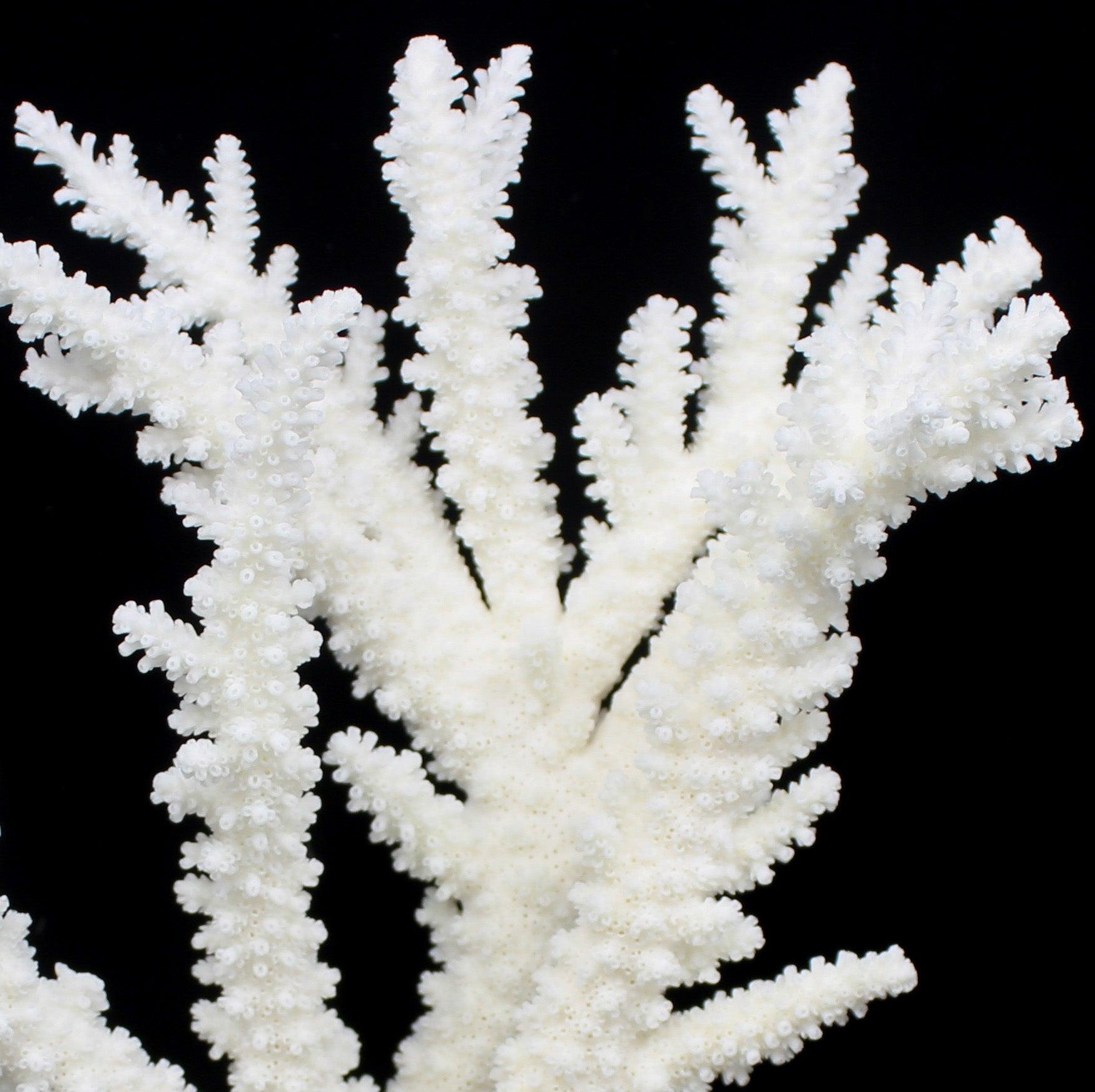 Branch Coral 12-15"