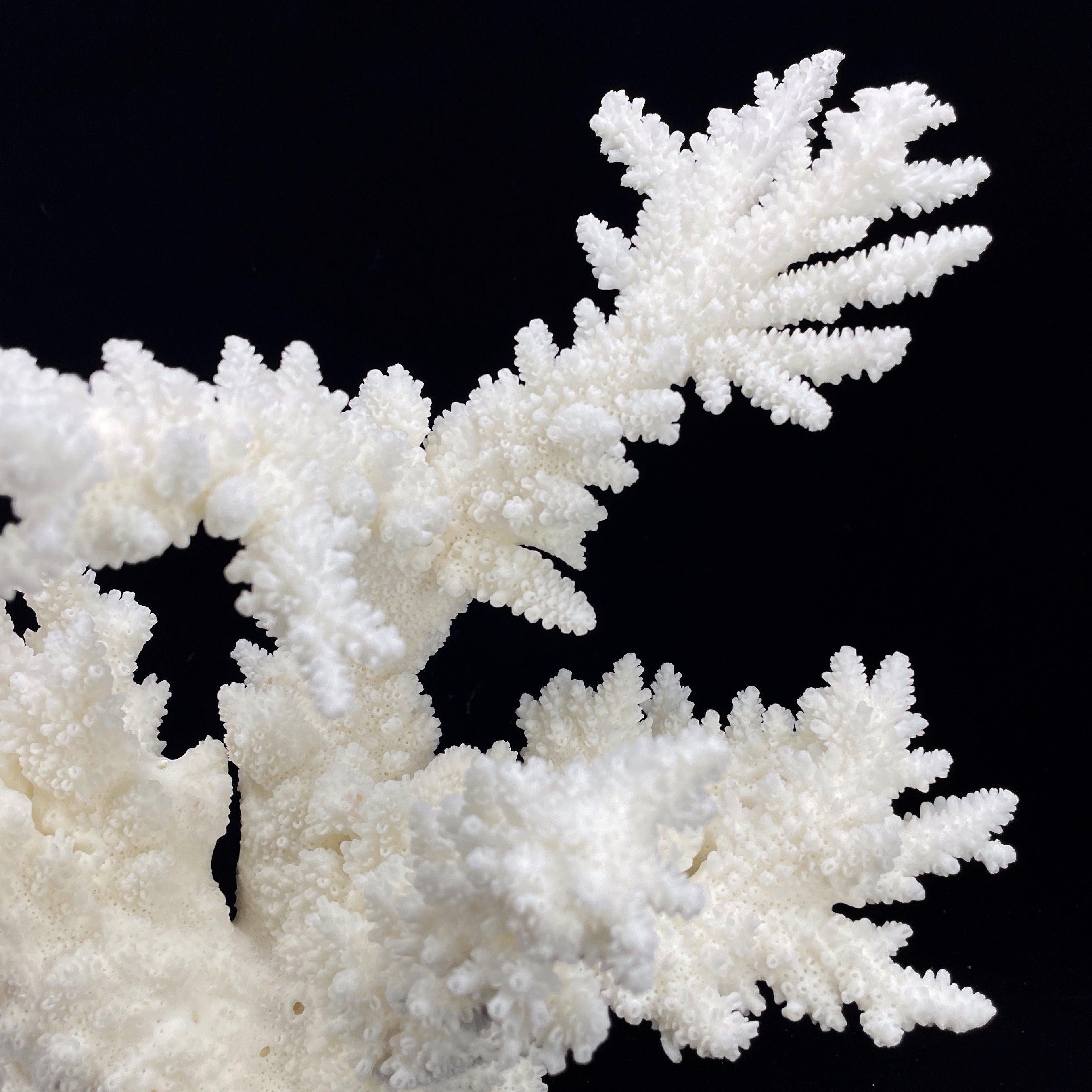Branch Coral 14-16"
