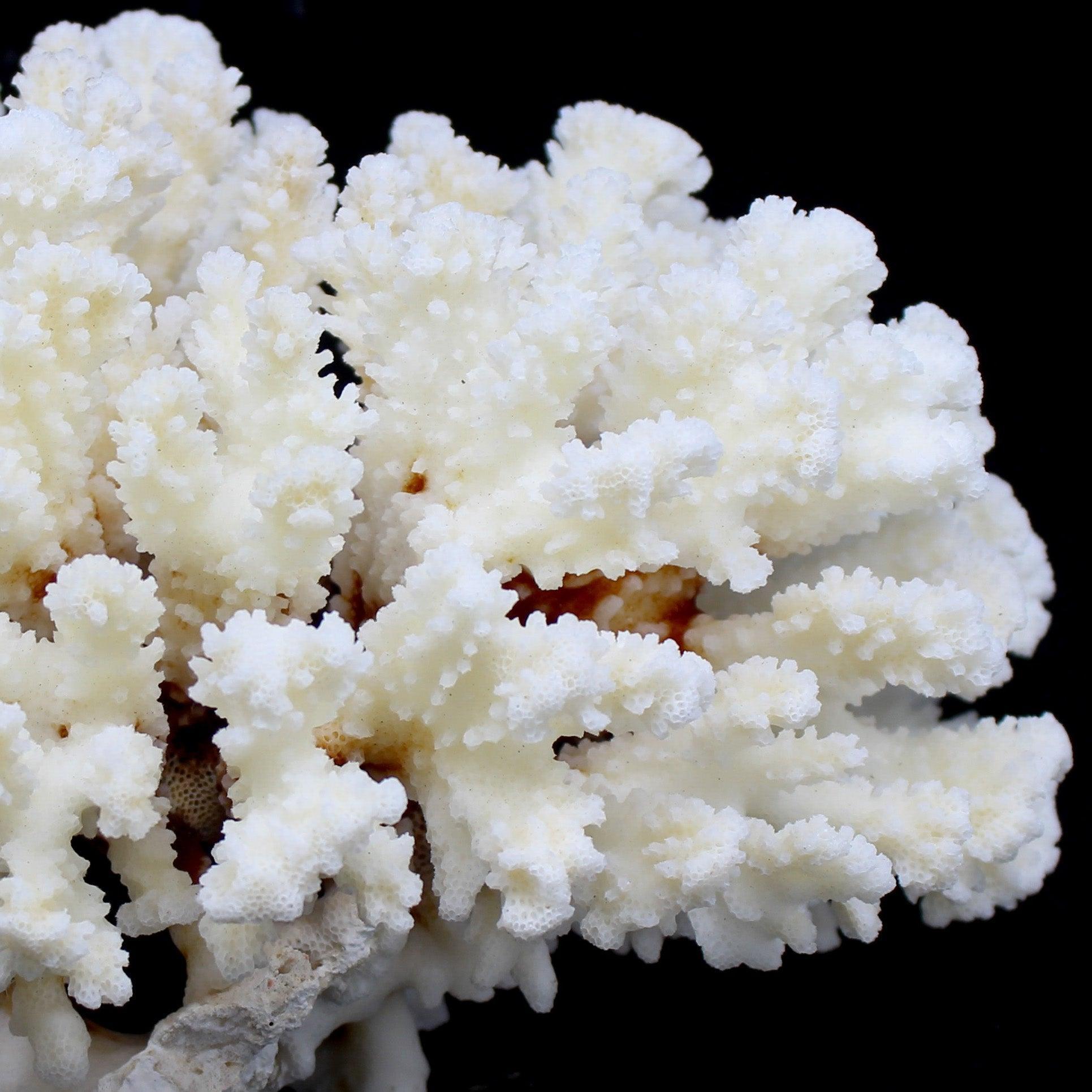 Brownstem Coral 10-12"