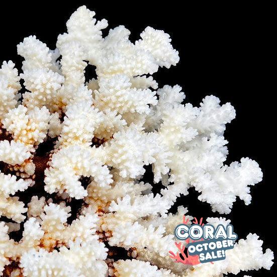 Brownstem Coral 12-14"