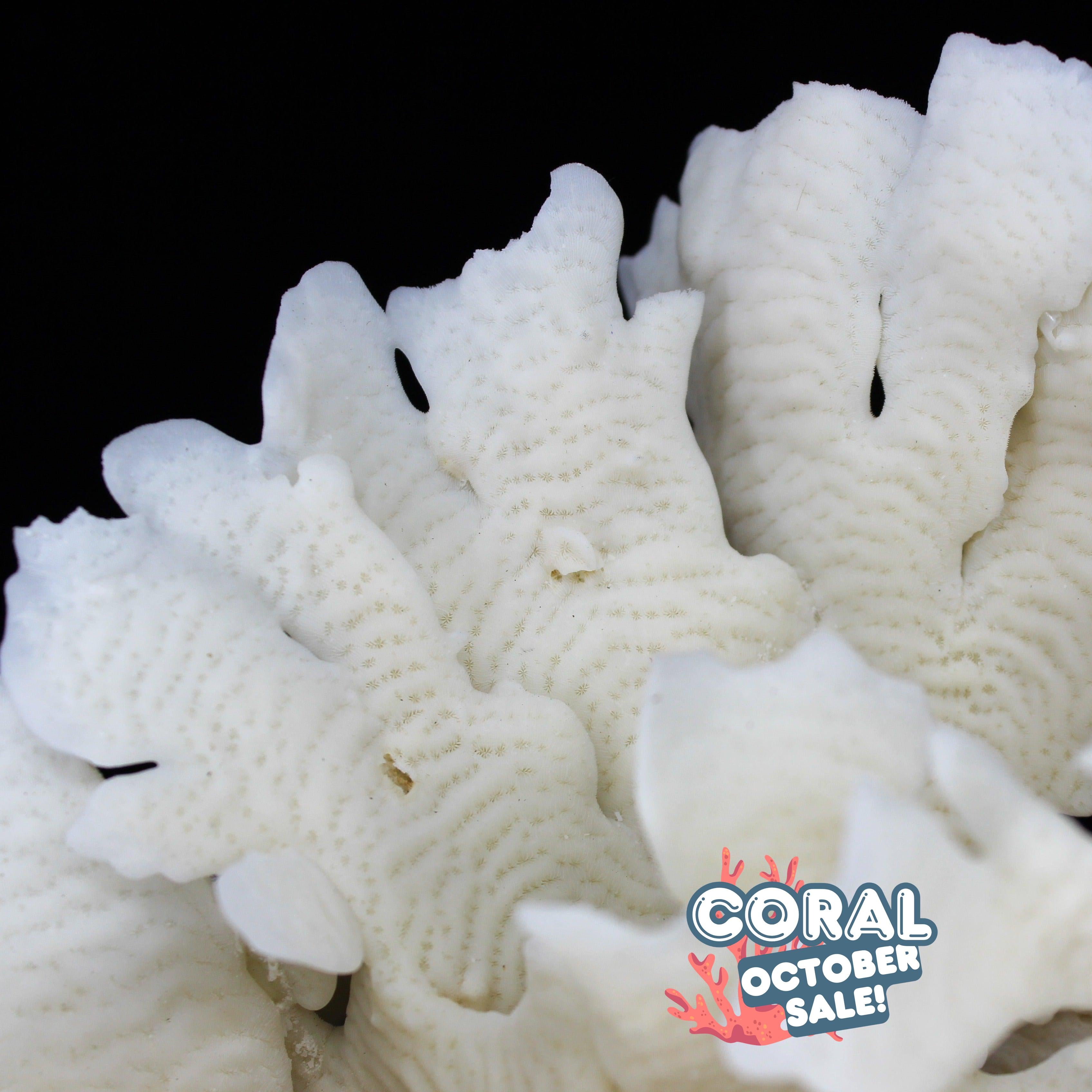 Cactus Coral 10-12"