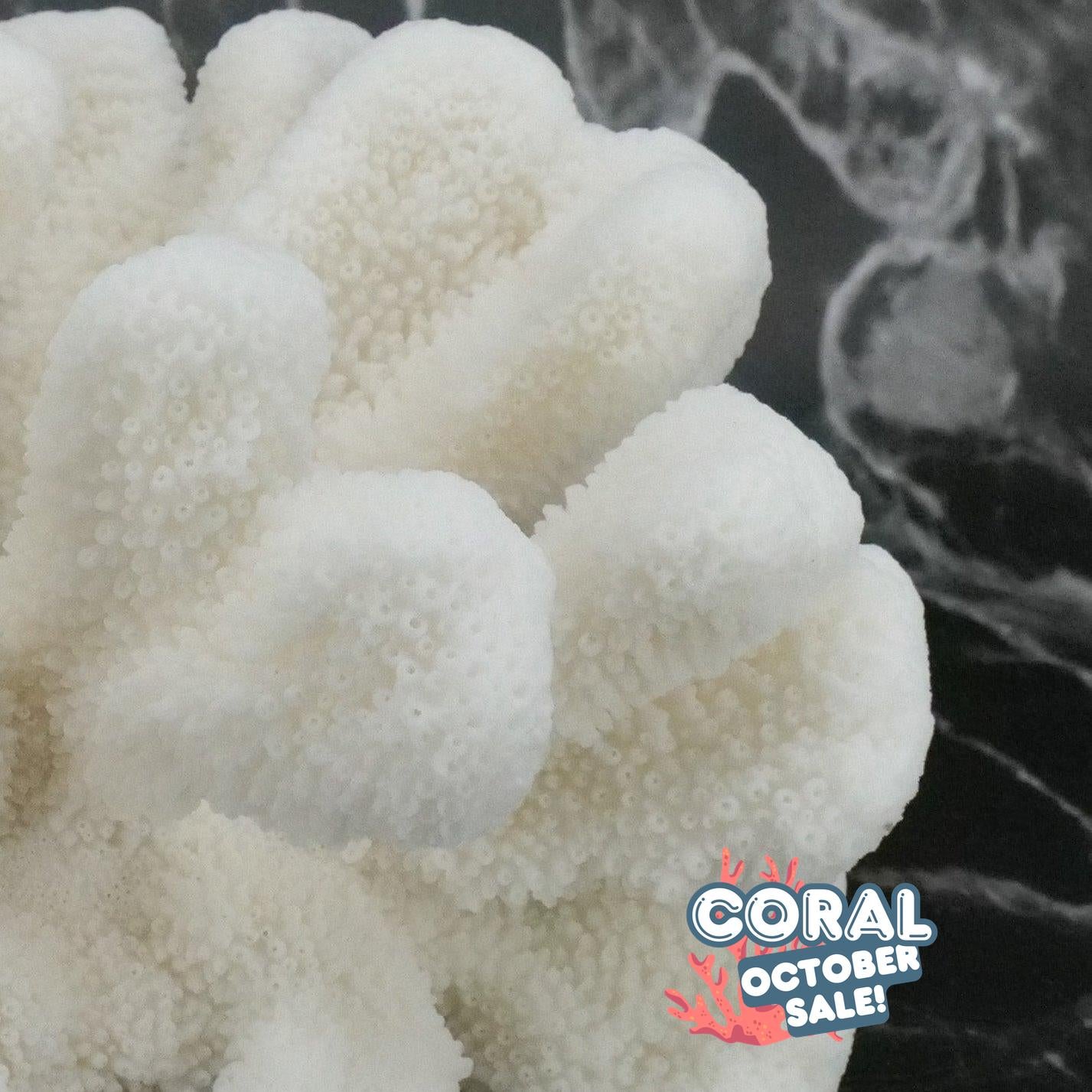 Catspaw Coral 7-10"