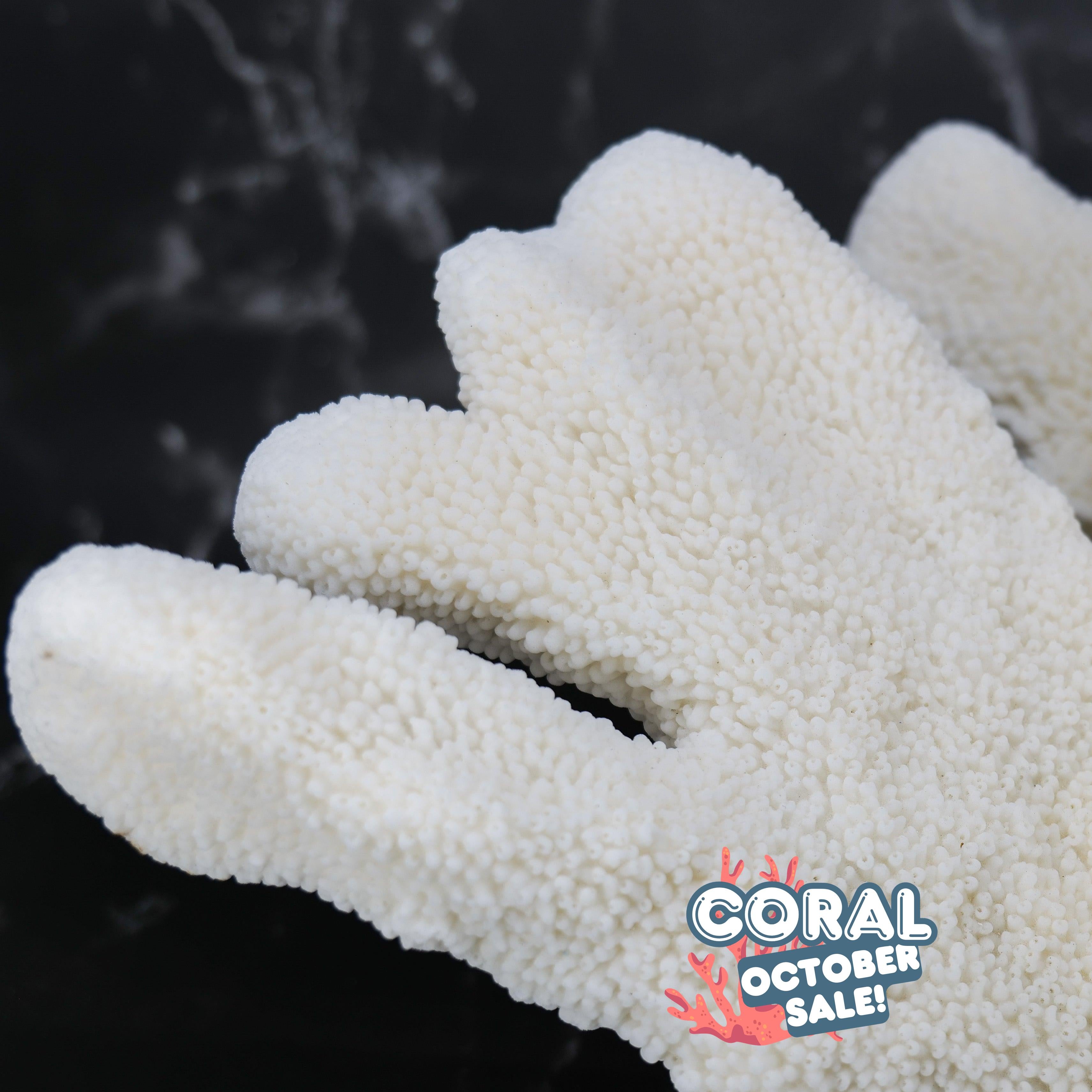 Catspaw Coral 10-12"