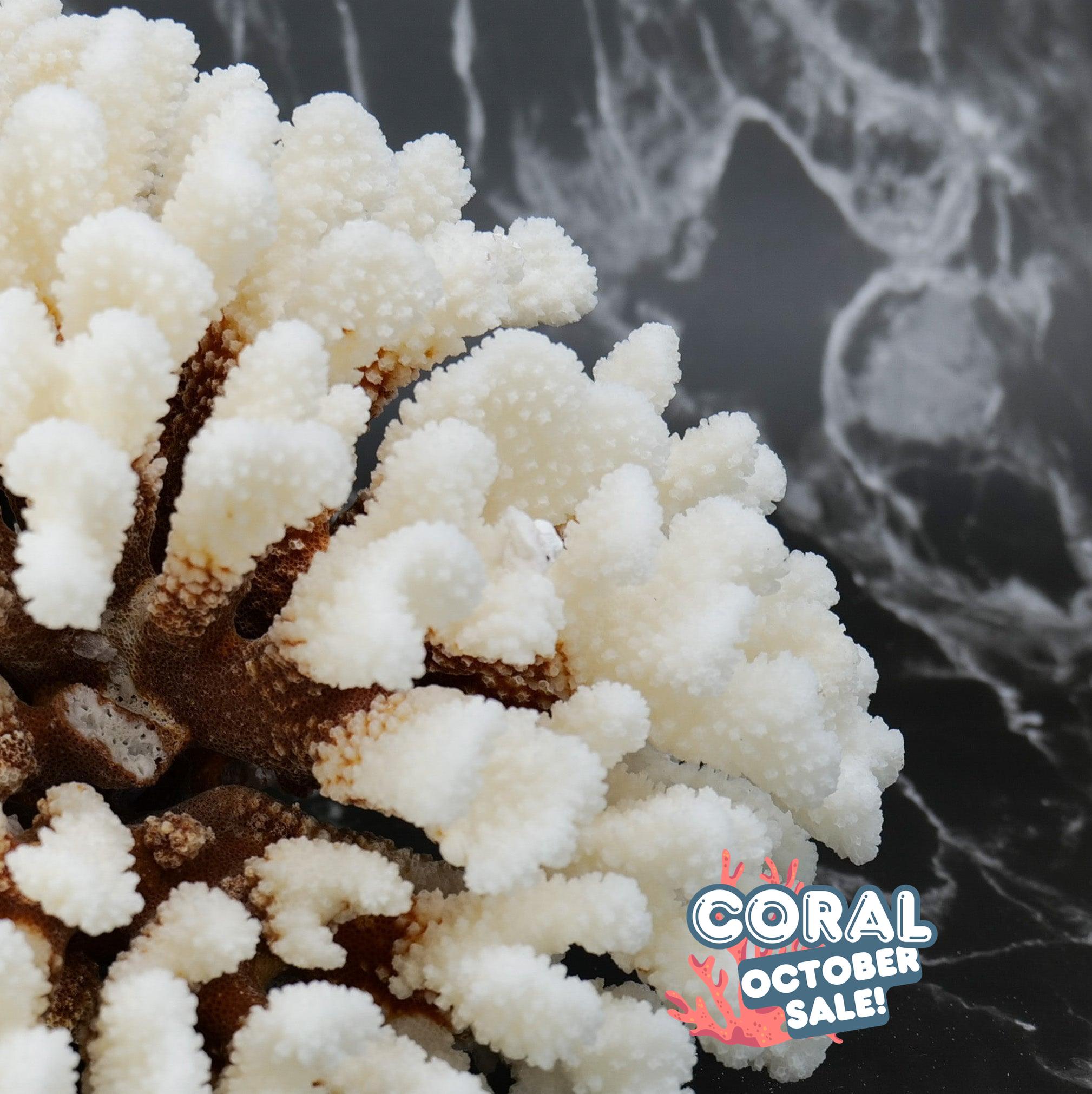 Cluster Coral 10-12"