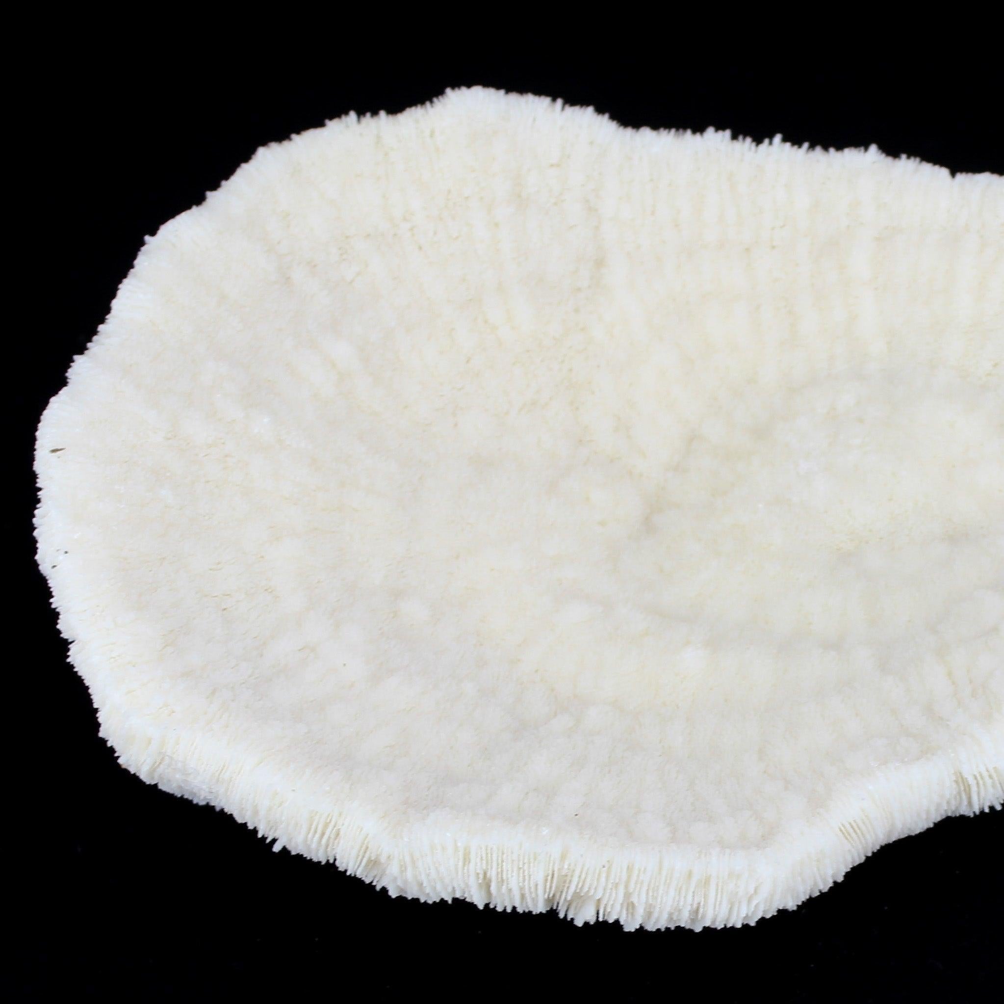 Coral Bowl 10-12"