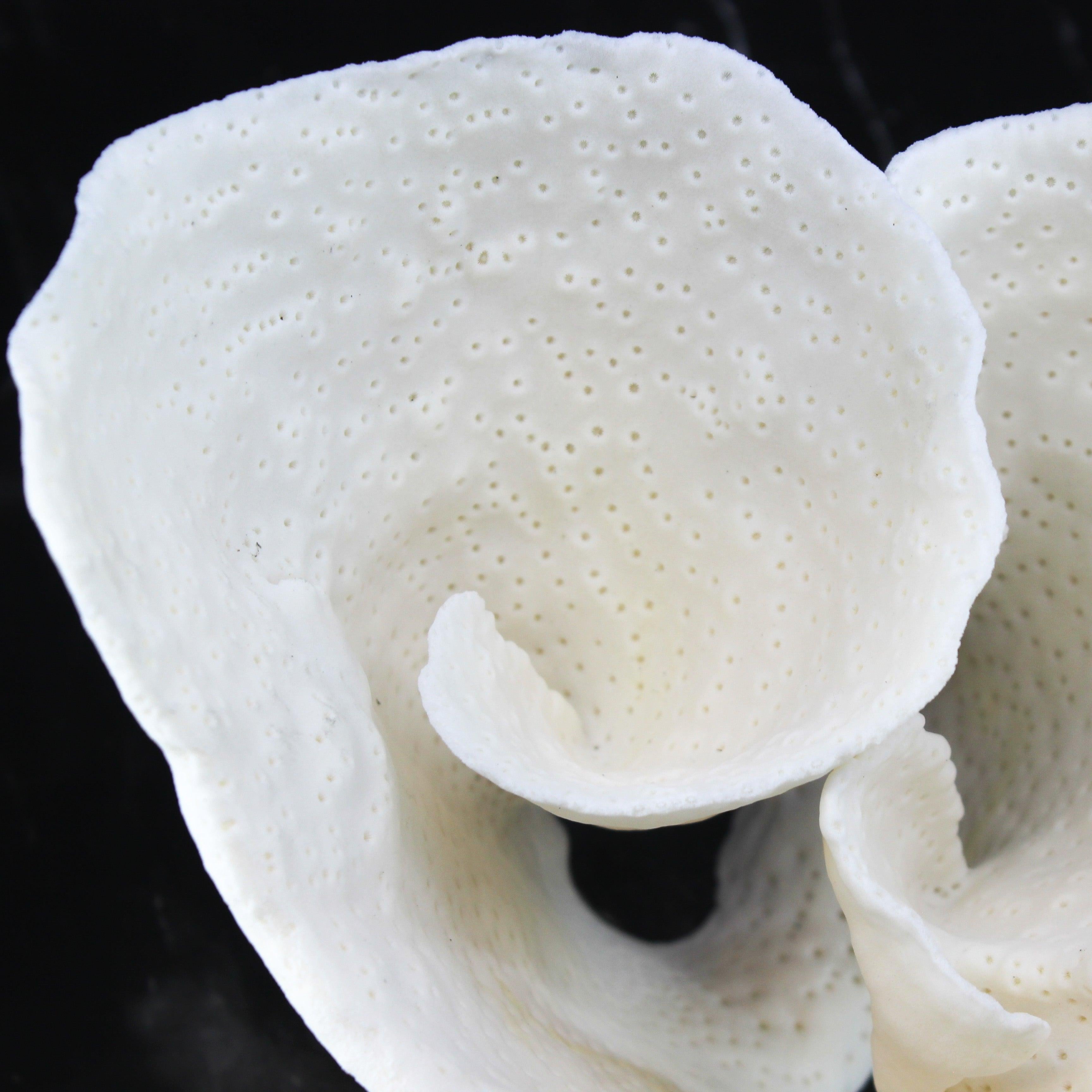 Cup Coral 10-12"