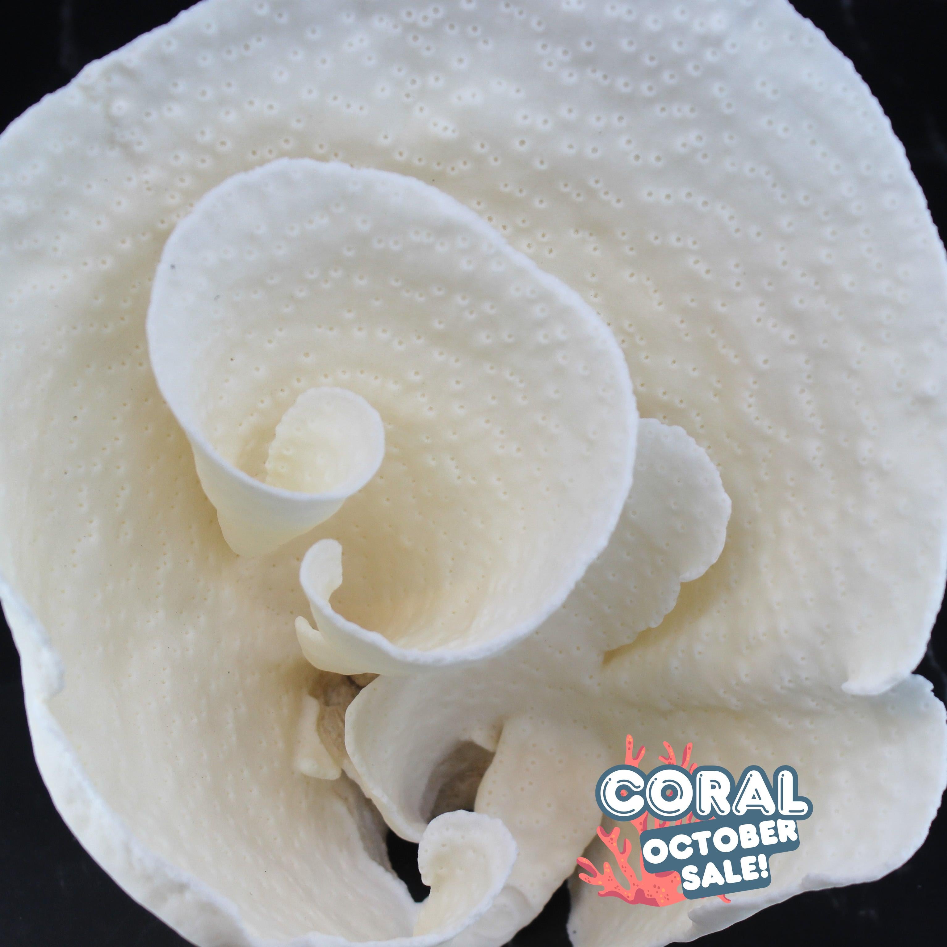 Cup Coral 7-10"