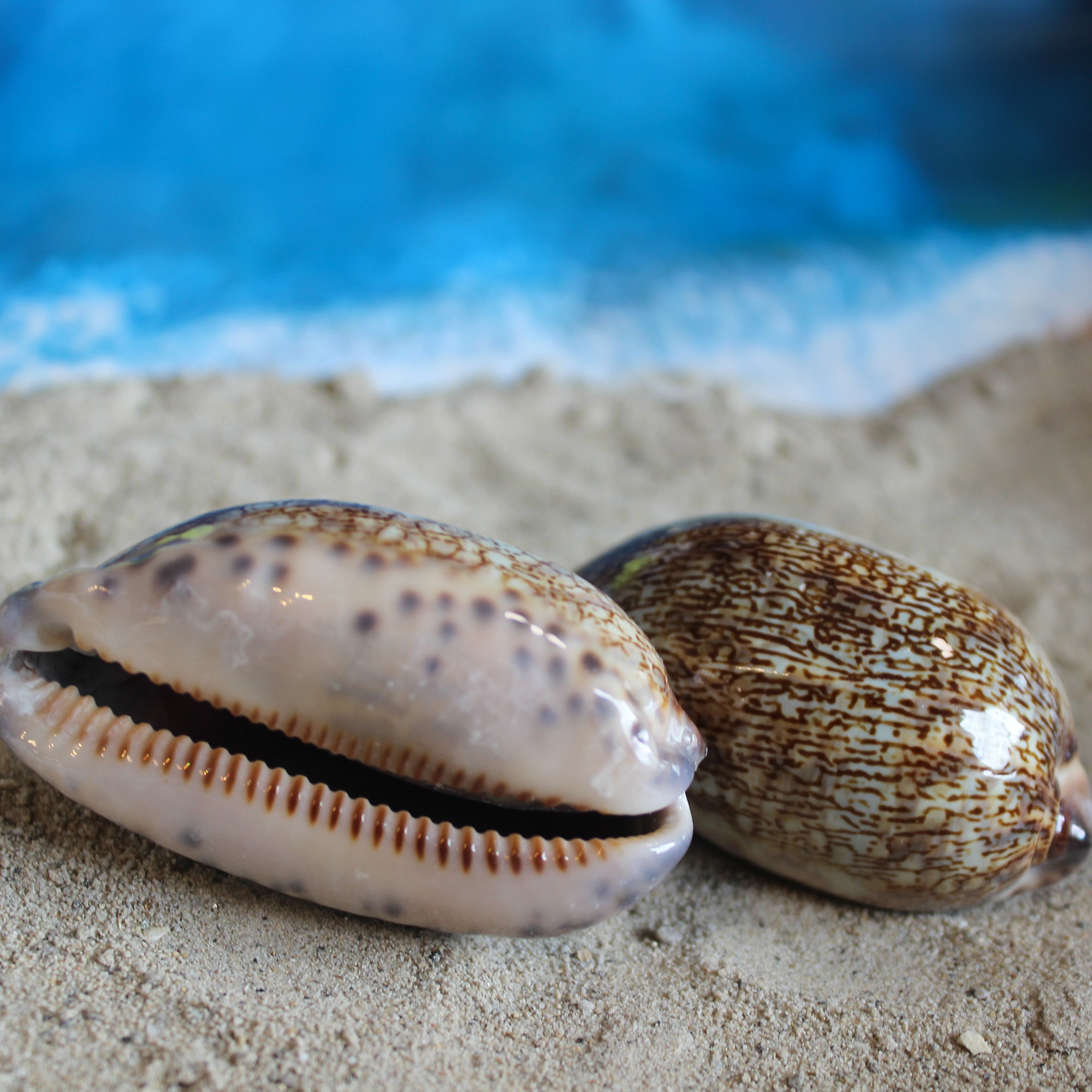 Calf Cowrie 2-2.25"